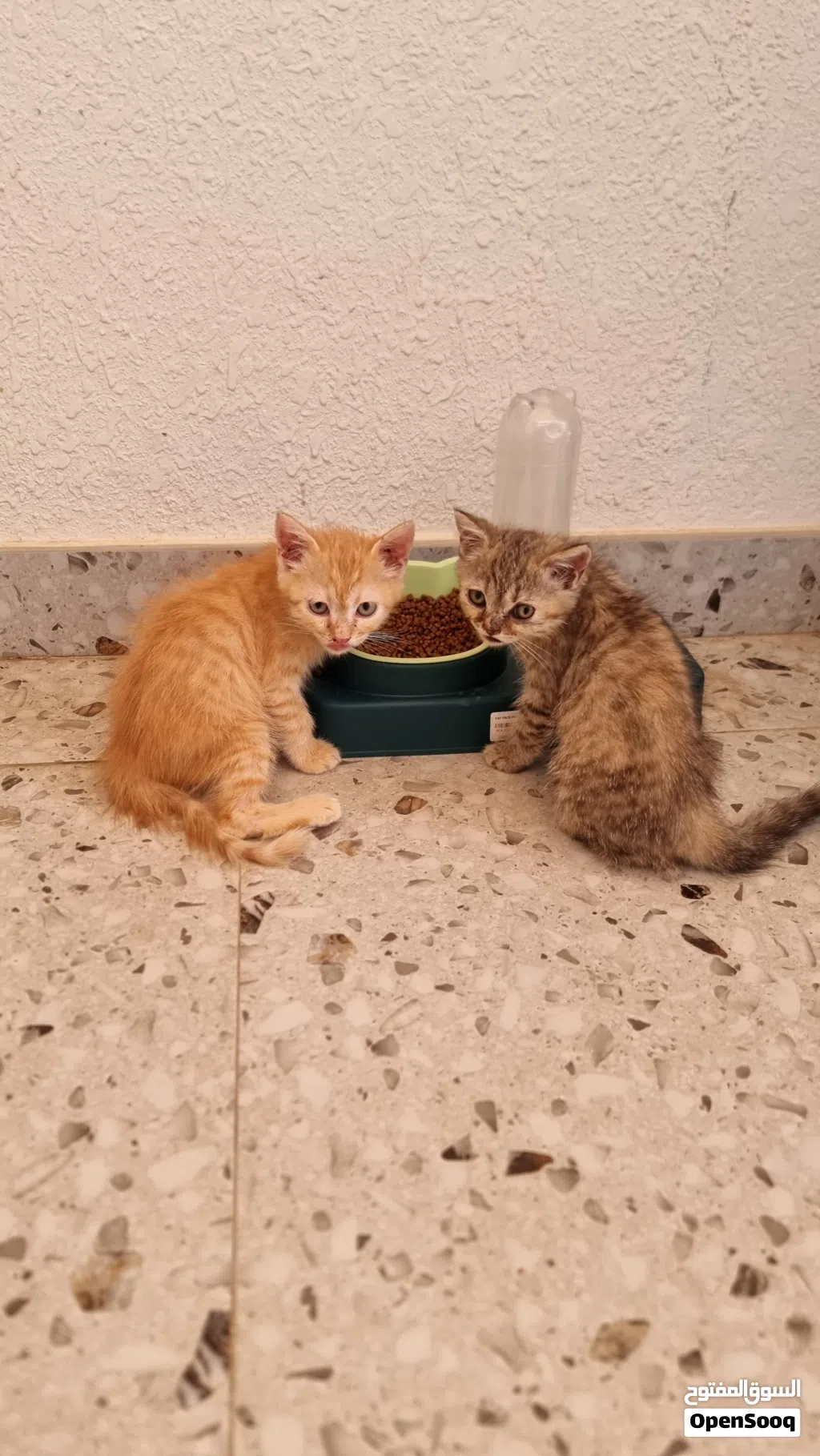 قطط شيرازيه لتبني