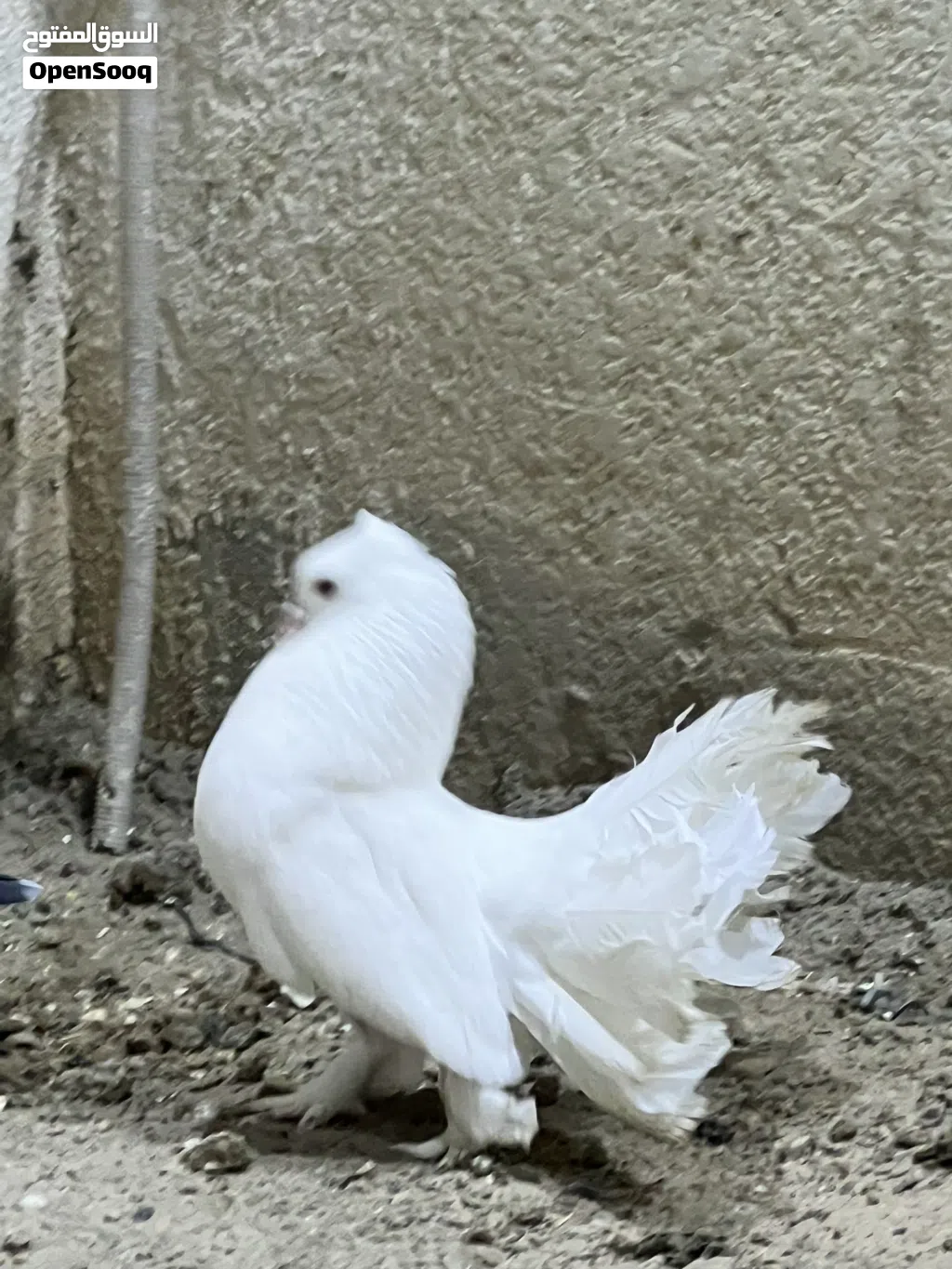 زوج عرايس وتكين ابيع شلع