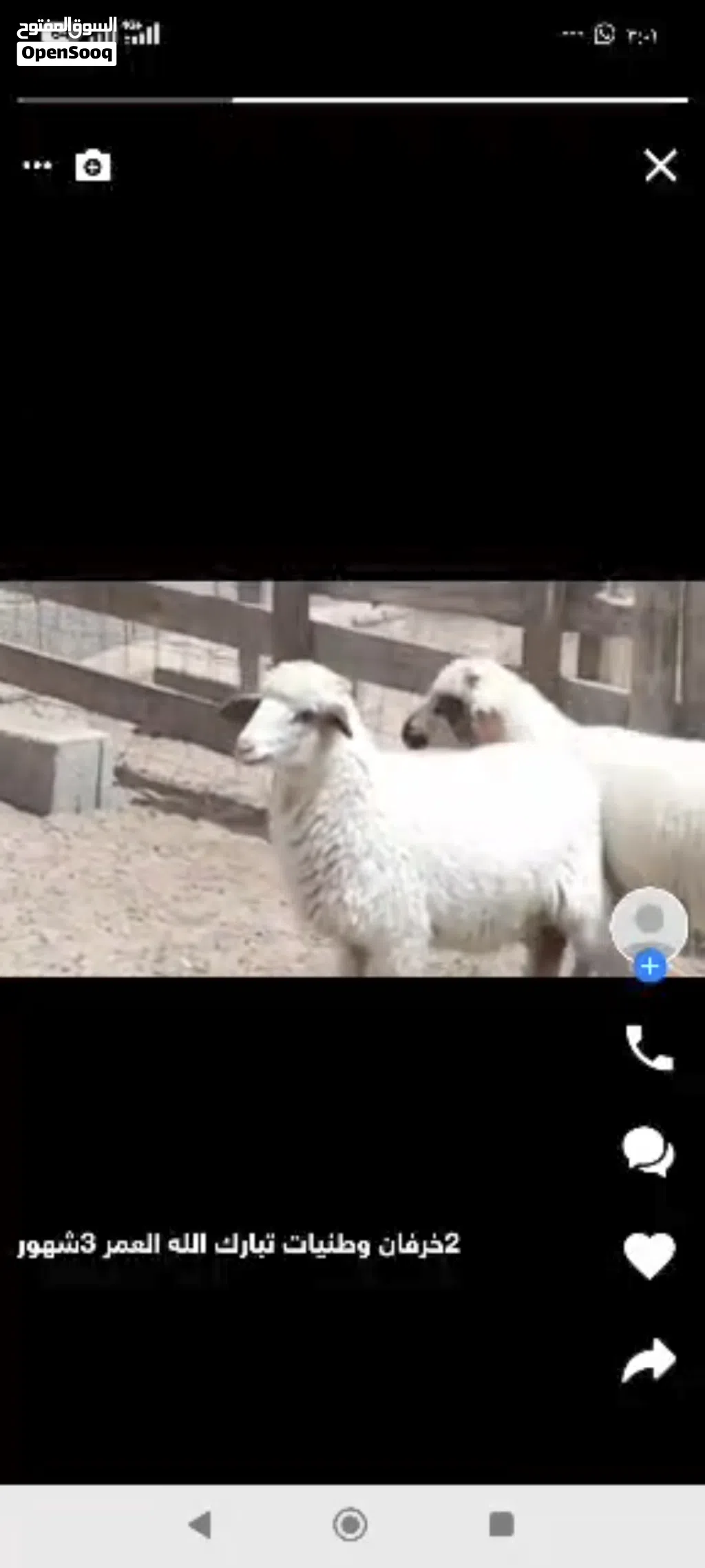 زوز خرفان الله يبارك ماشاء الله ناشطات