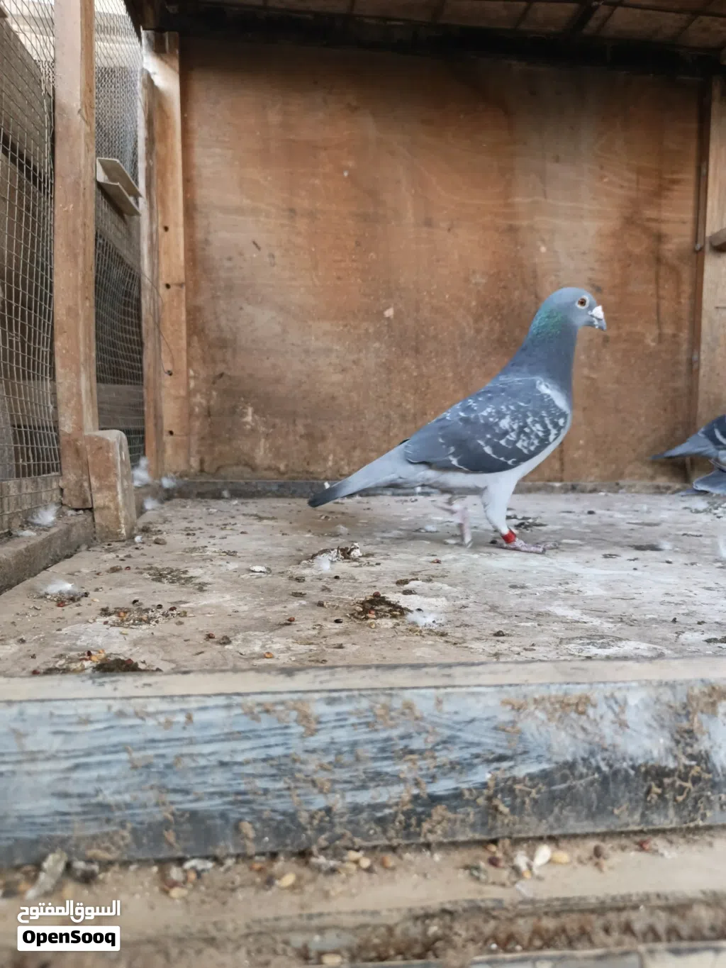 زاجل فحل موديل 2019