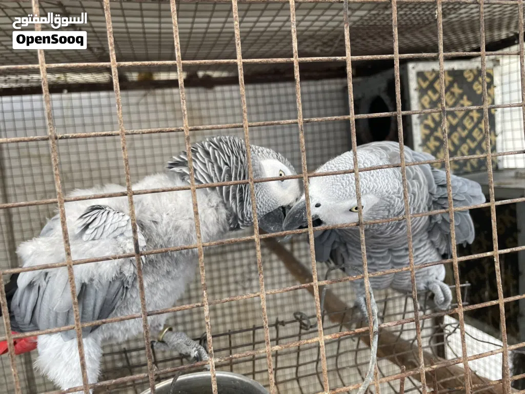 زوج ببغاء الرمادي الافريقي كاسكو عمرهم فوق 8 سنوات
