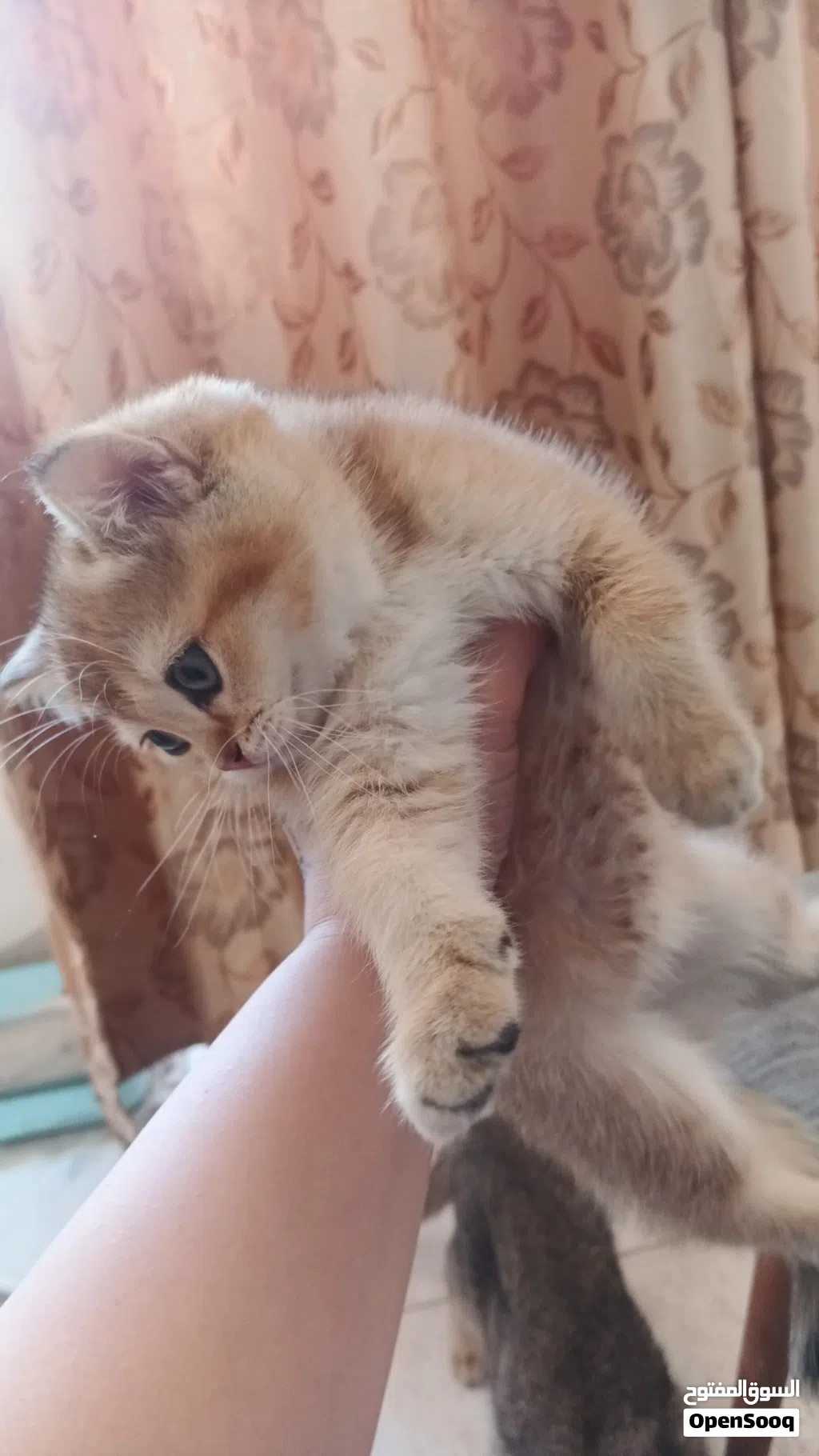 سكوتش ستريت بيور