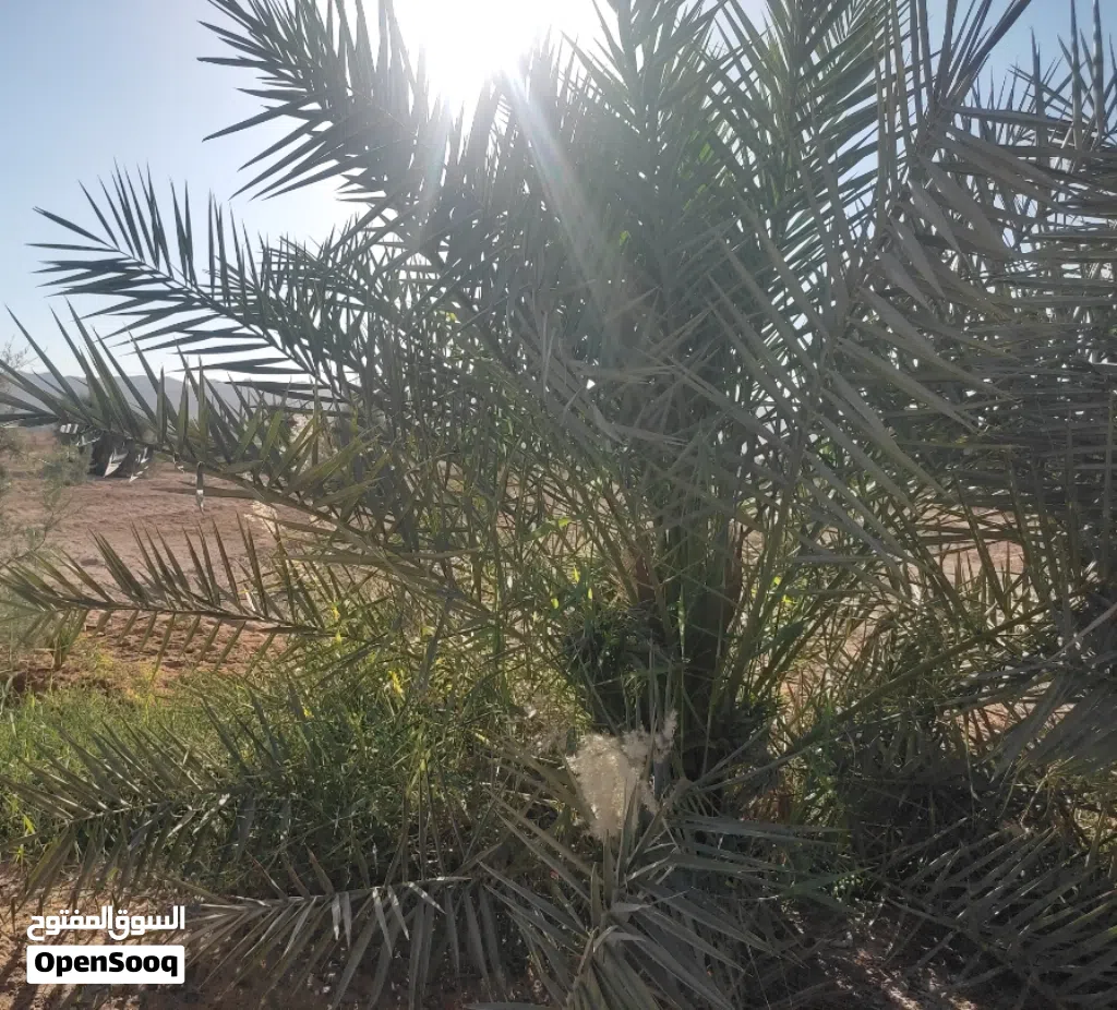 قطعه ارض زراعيه صالحه لكافه الاغراض