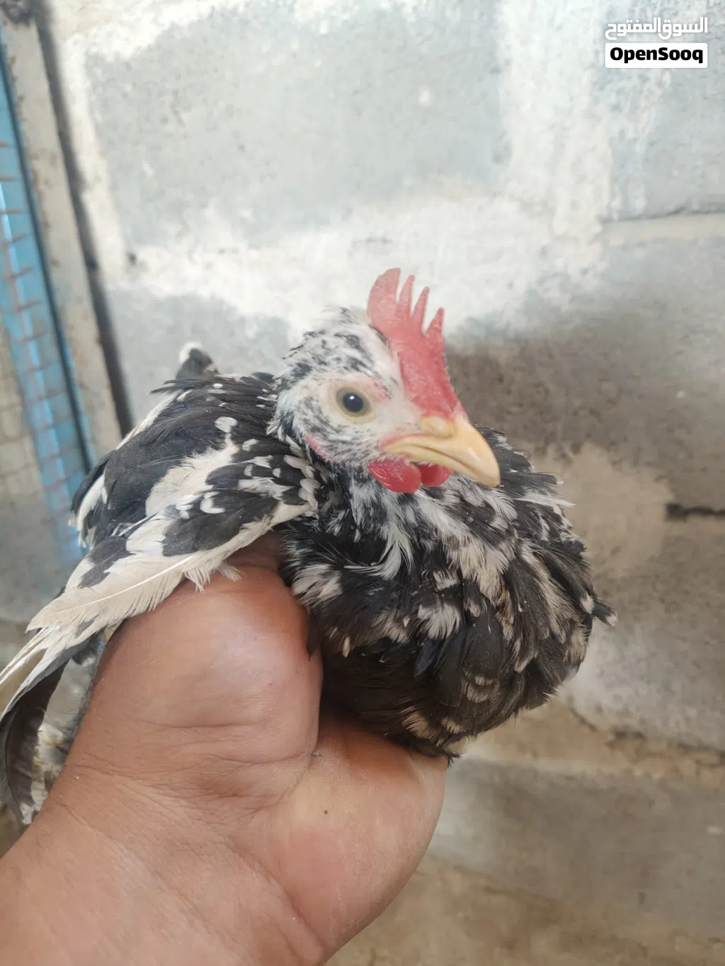 دجاج للبيع