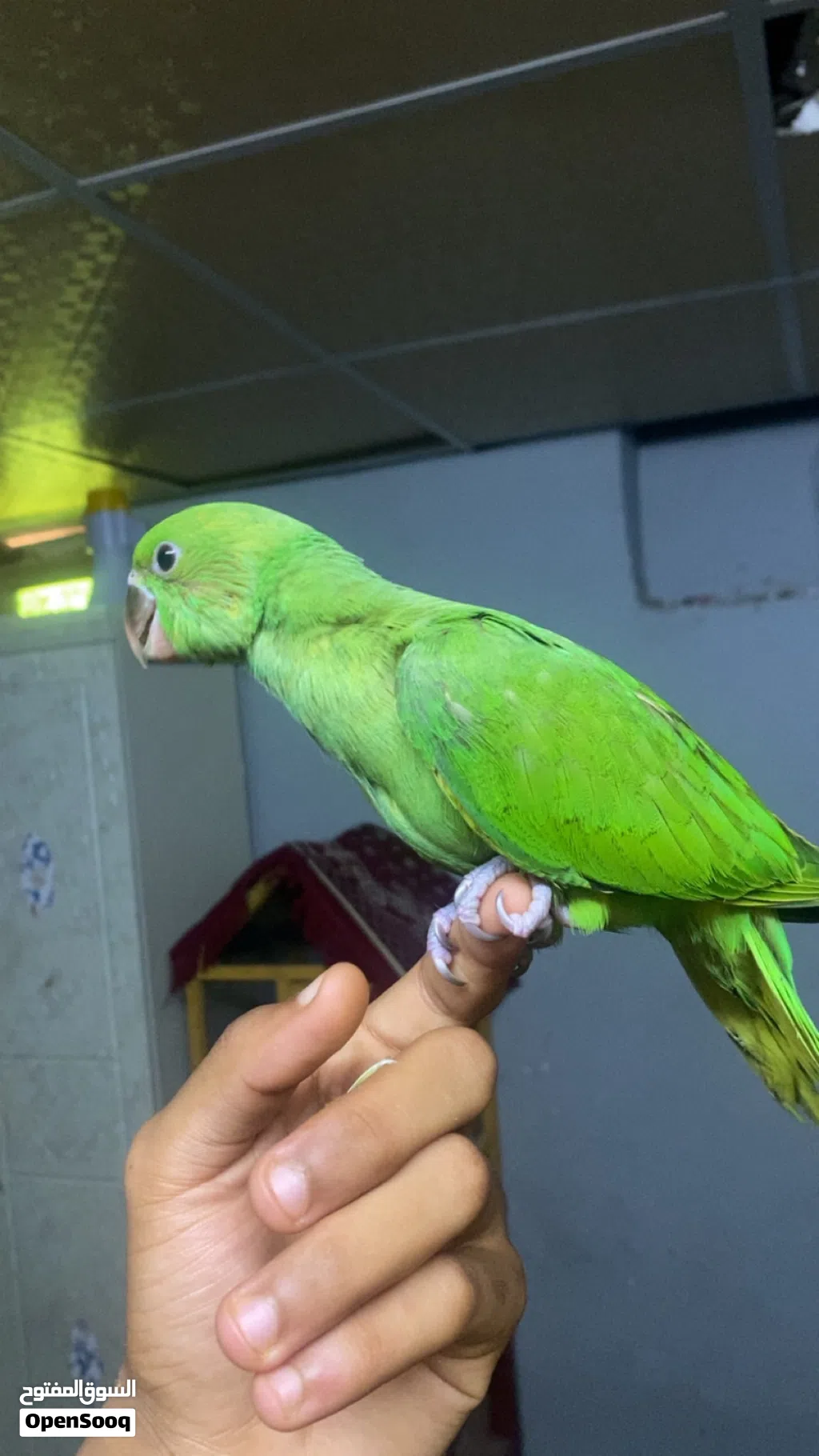 بغبغاء الدره.