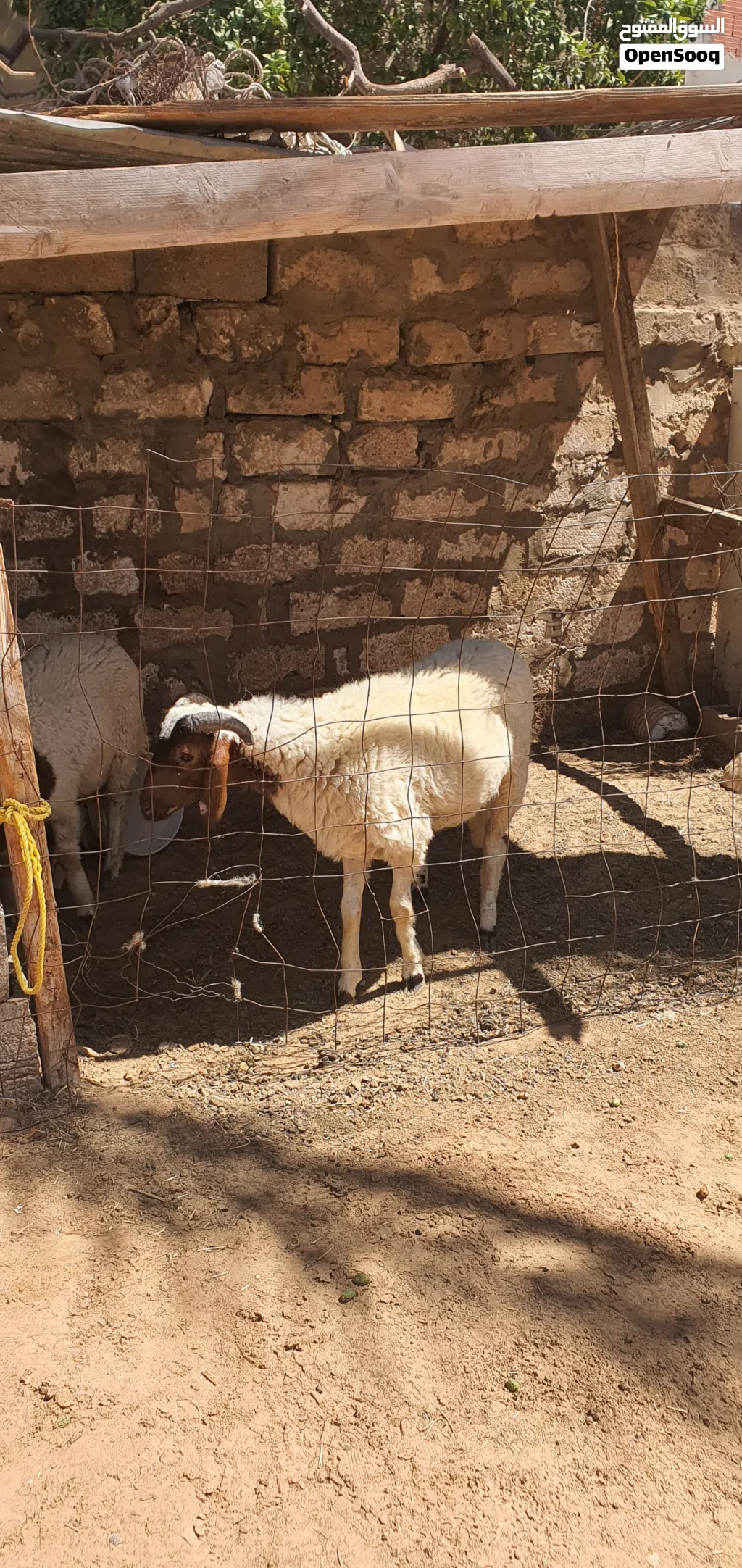 السلام عليكم خروف ماشاء الله تبارك الله متاح طرابلس زناته