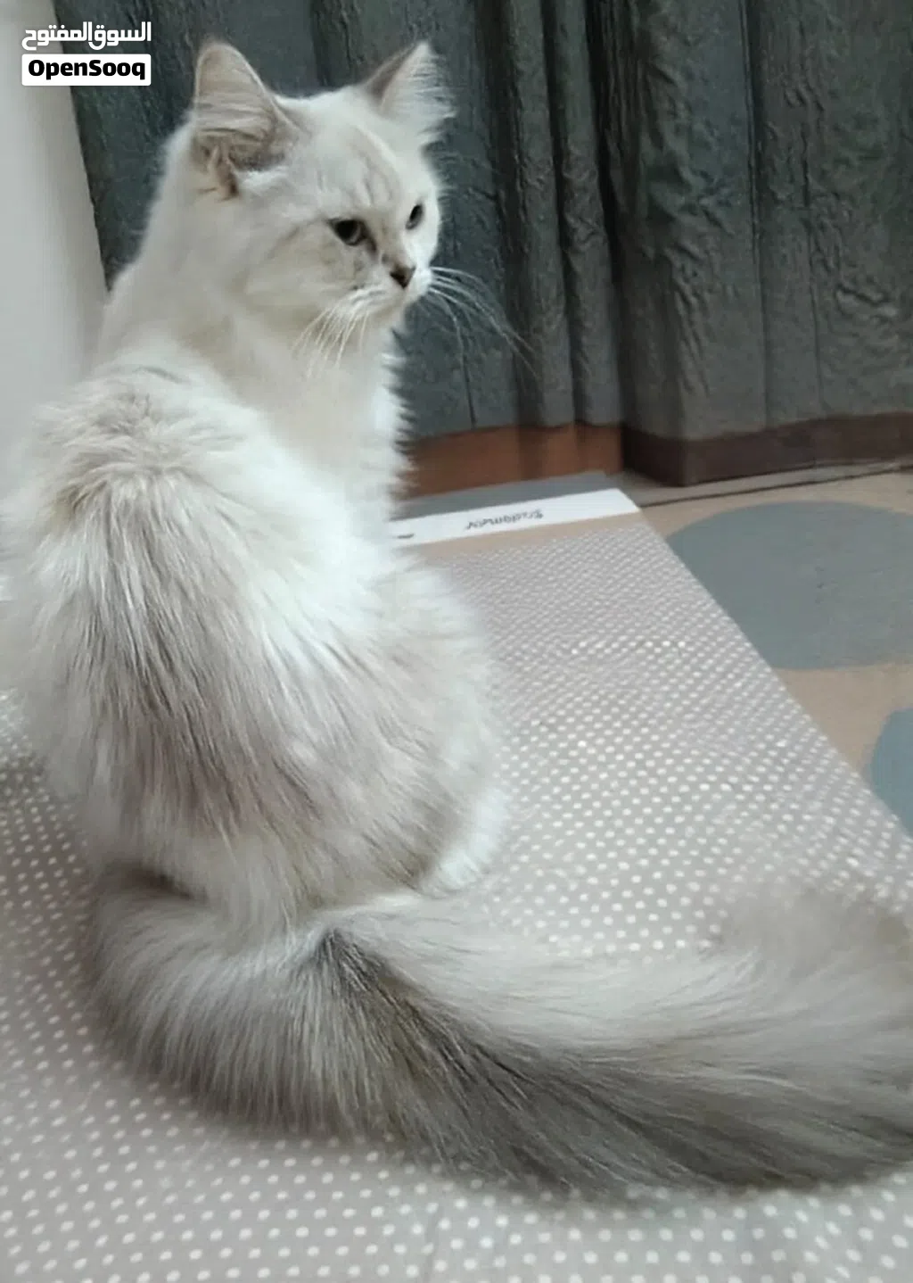 للبيع قطه شيرازية مع أولادها 5