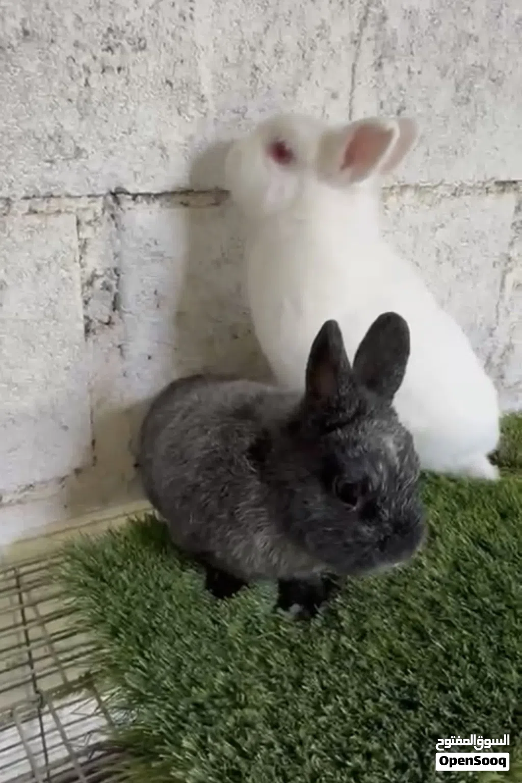 ارانب نيذرلاند دوارف القزم Netherlands dwarf rabbits