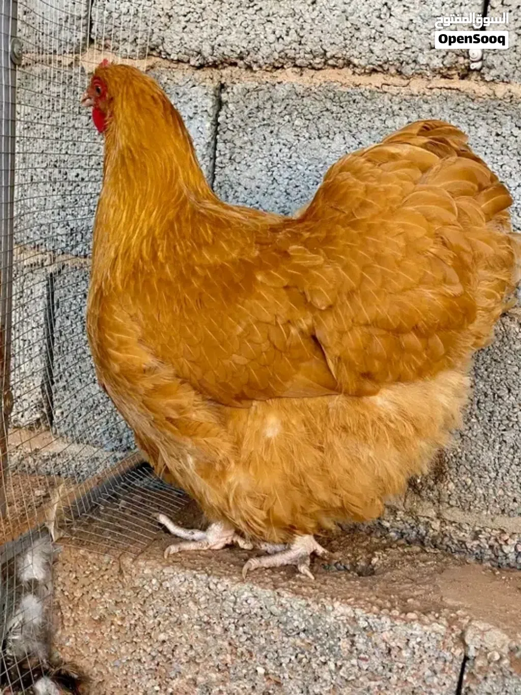دجاجة كلاي مريندا