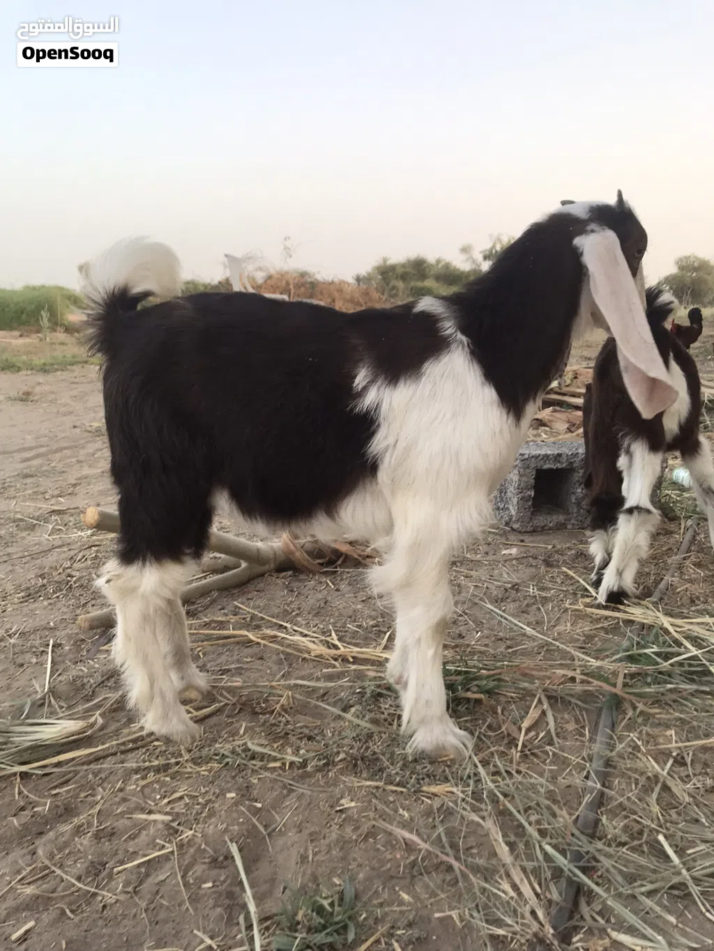 تيس حجازي تهجين رويان حليب مد وشور