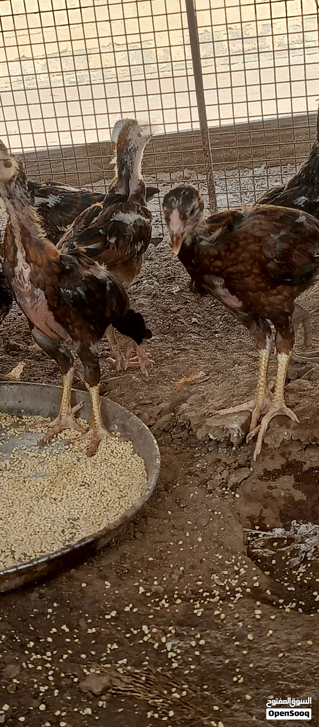 دجاج باكستاني اصل بنجابي سندي