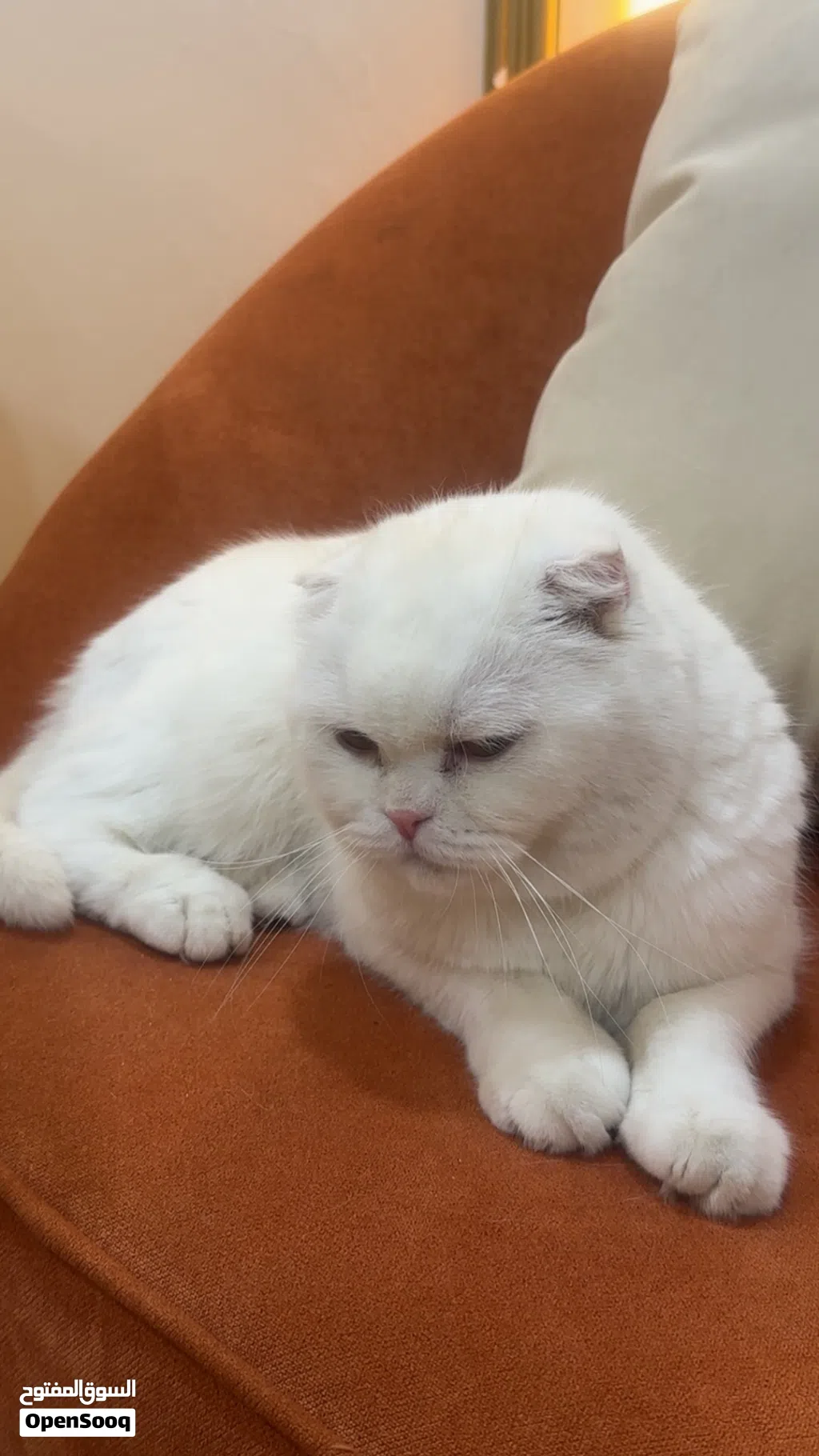 قطو ذكر للبيع