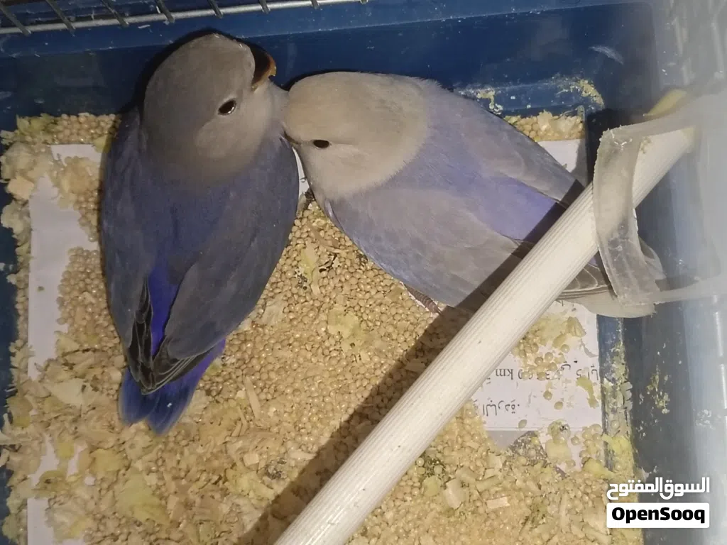 حبتين روز فراخ بالصلاة عالنبي
