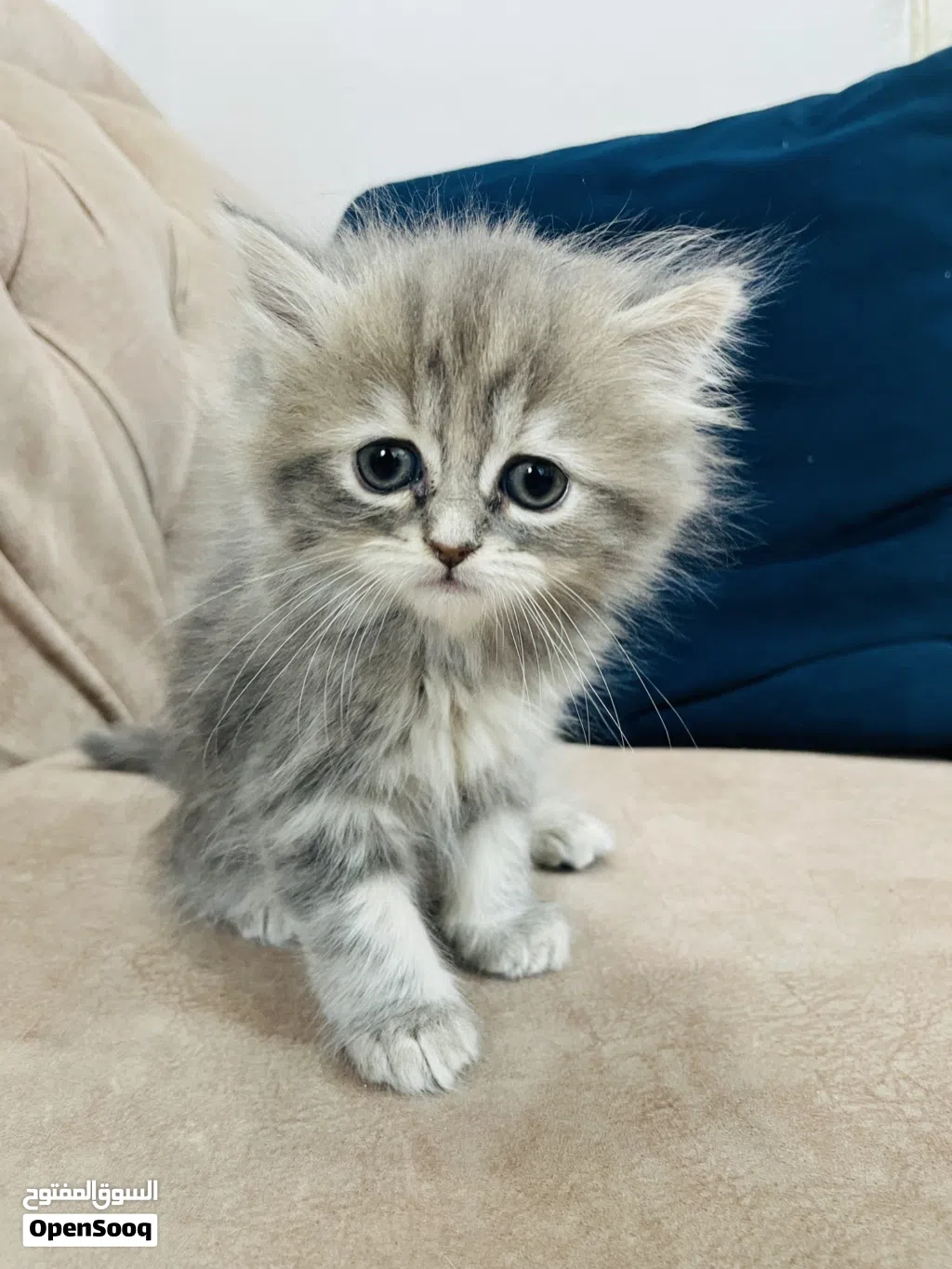 Scottish Persian kittens 2 months for sale