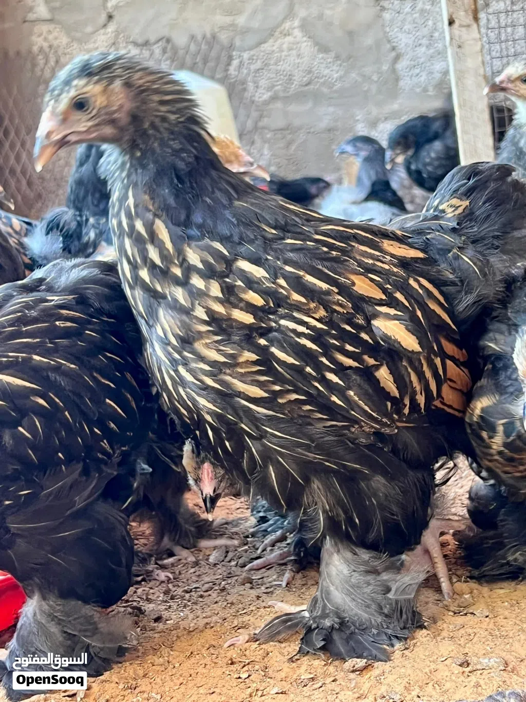 براهما سبرايت درجه اولى