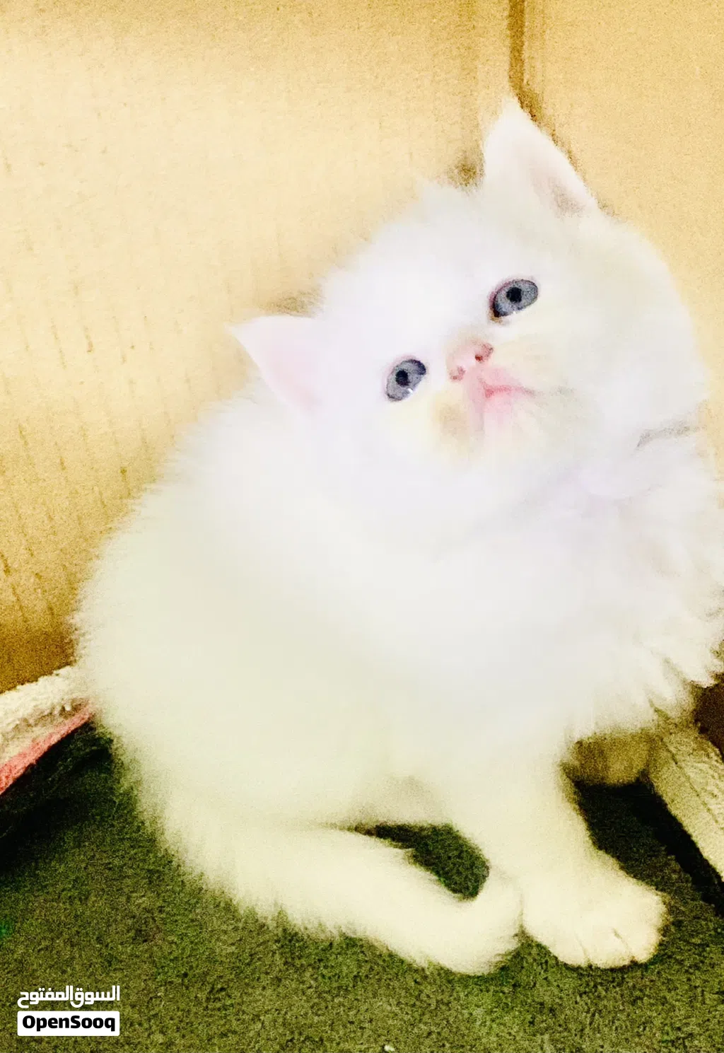 Kitten for sell