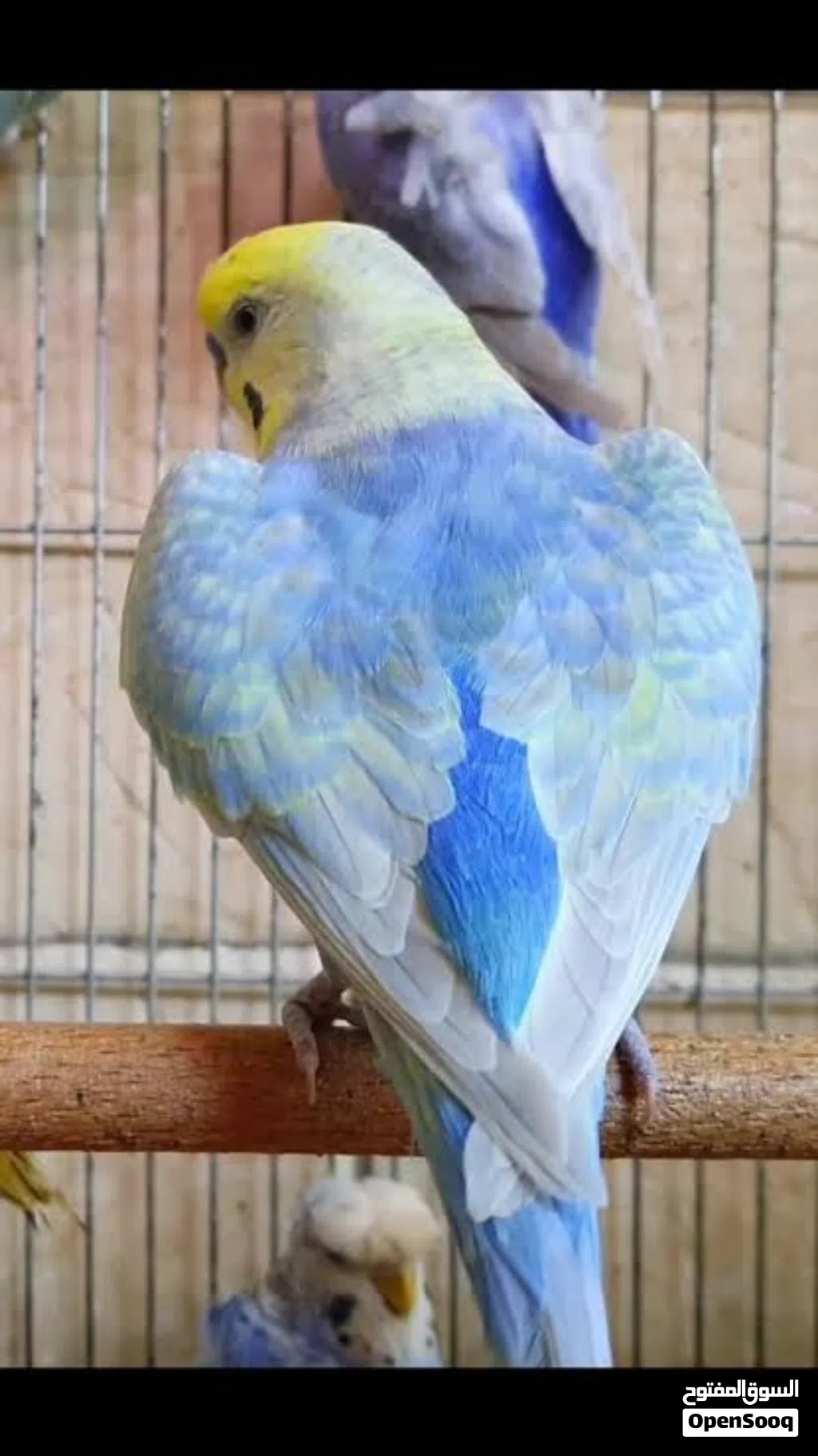 مطلوب زوز انتي رينبو