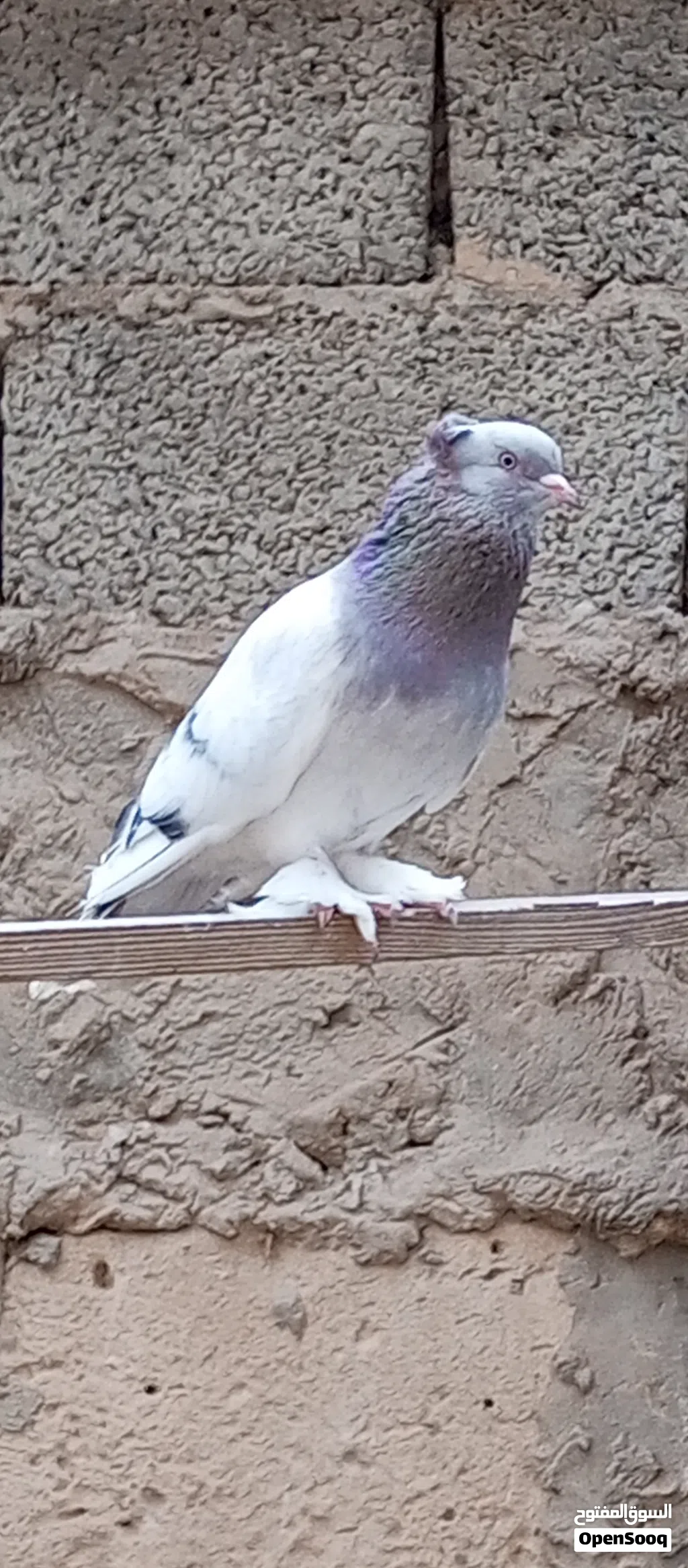 2ذكورا تاكلا