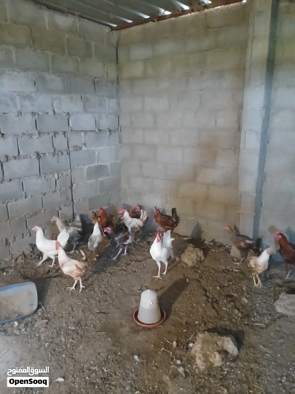 ديوك عمانيه للبيع ب 2/50 ريال