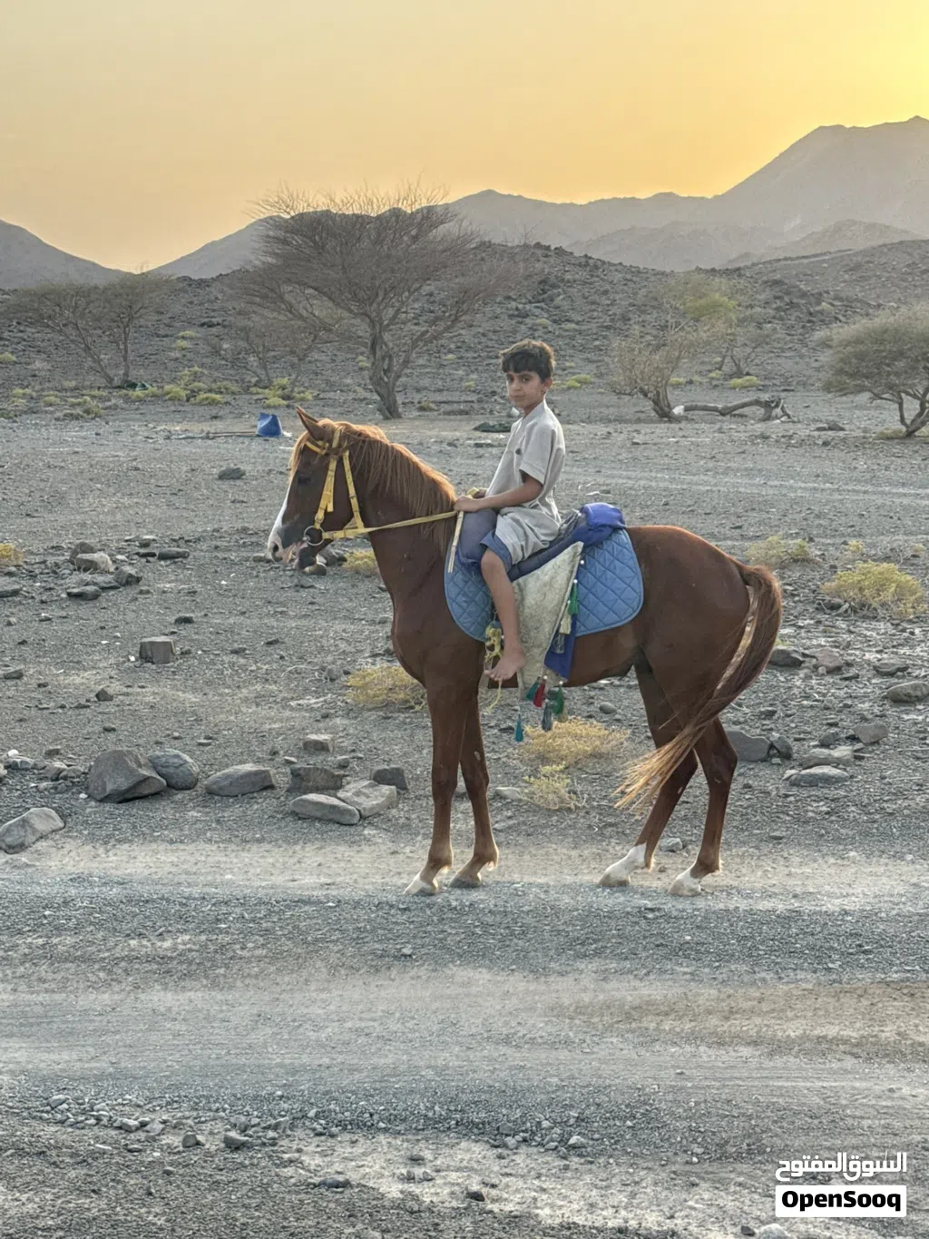 حصان مهجن للبيع