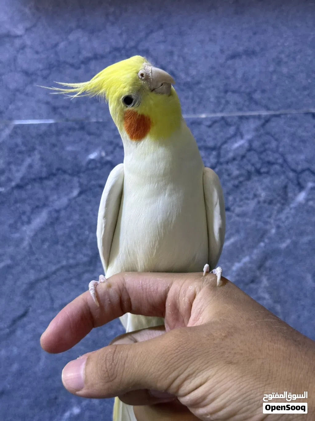 كوكتيل متكلم تابع الوصف