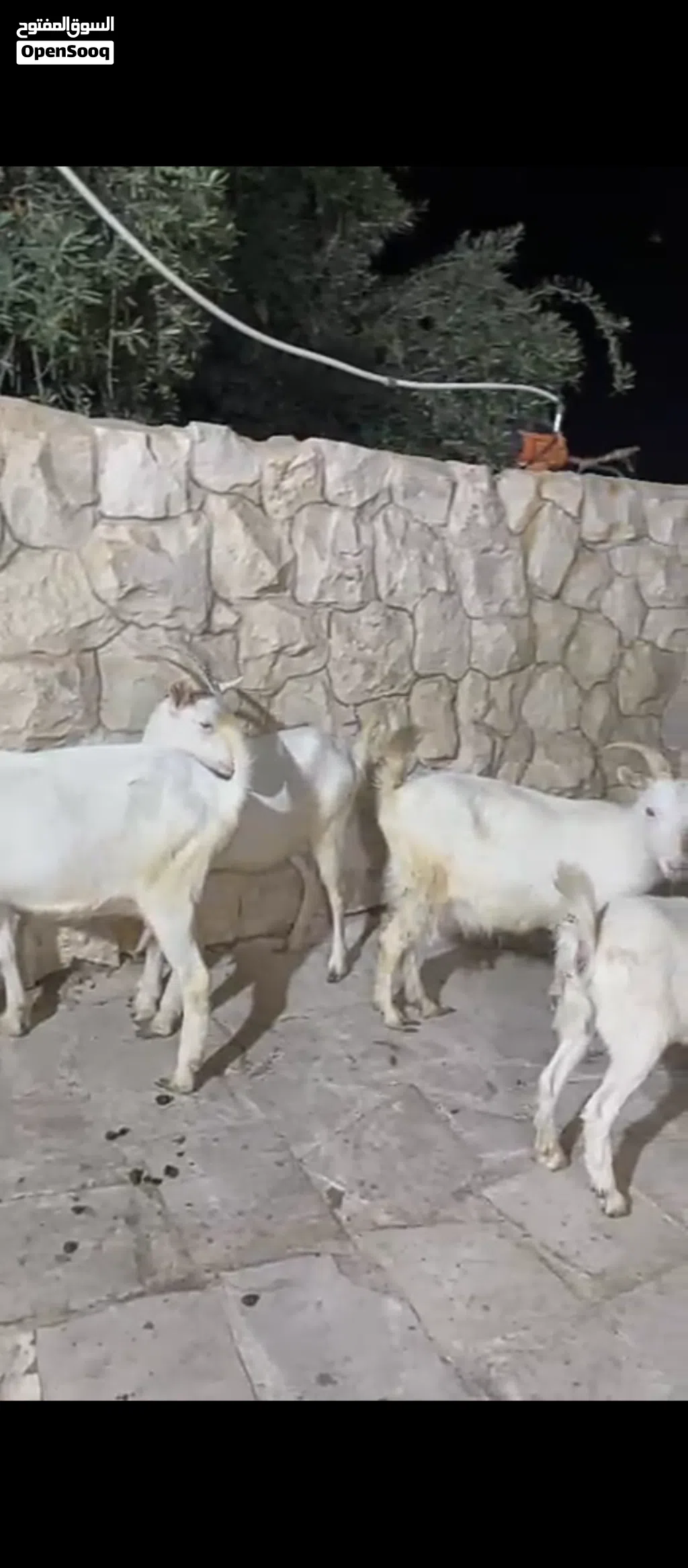 سانين سويسري والبينو