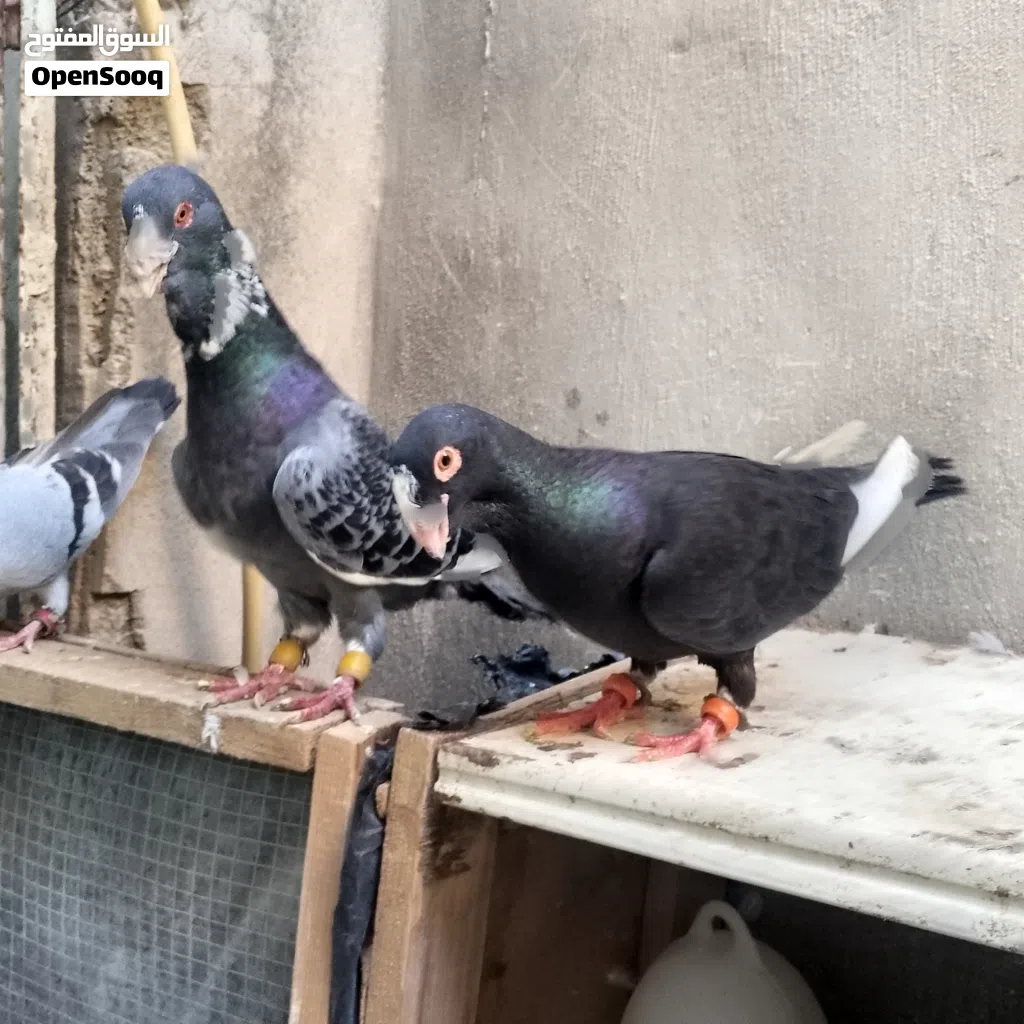 متاح طيور حمام