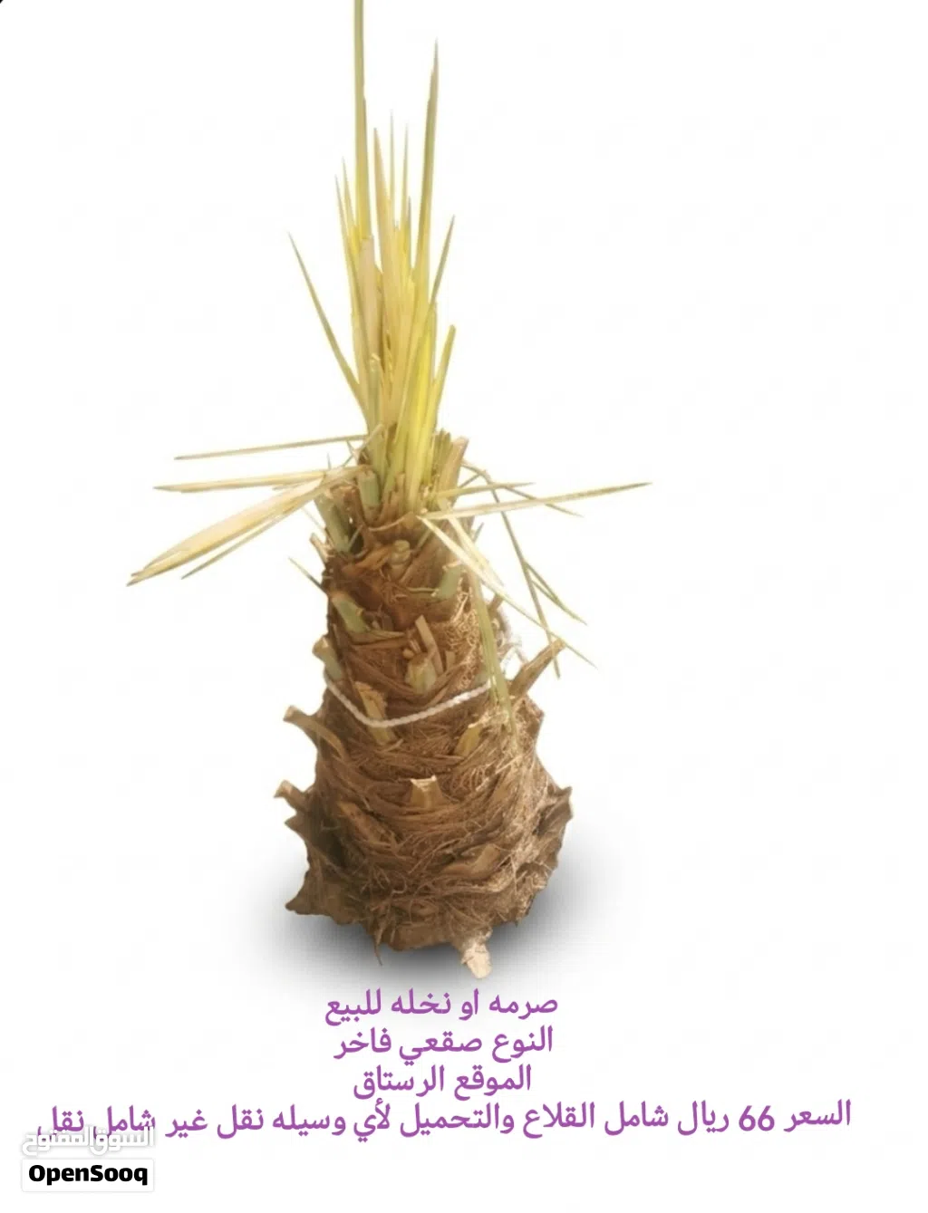 صرمه او نخله للبيع النوع صقعي فاخر