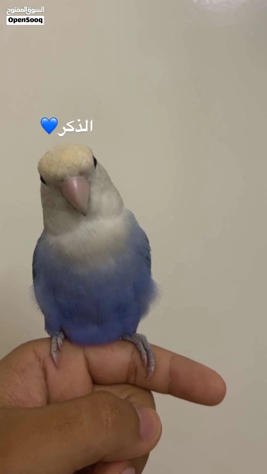 زوج روز منتج للبيع أليف اقراء الوصف ضروري