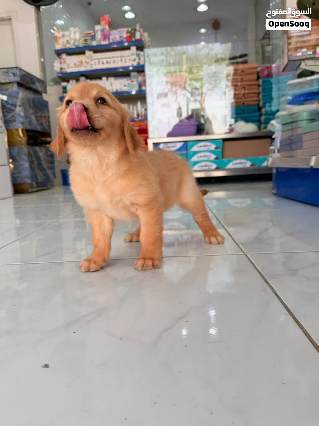 Golden Retriever puppies