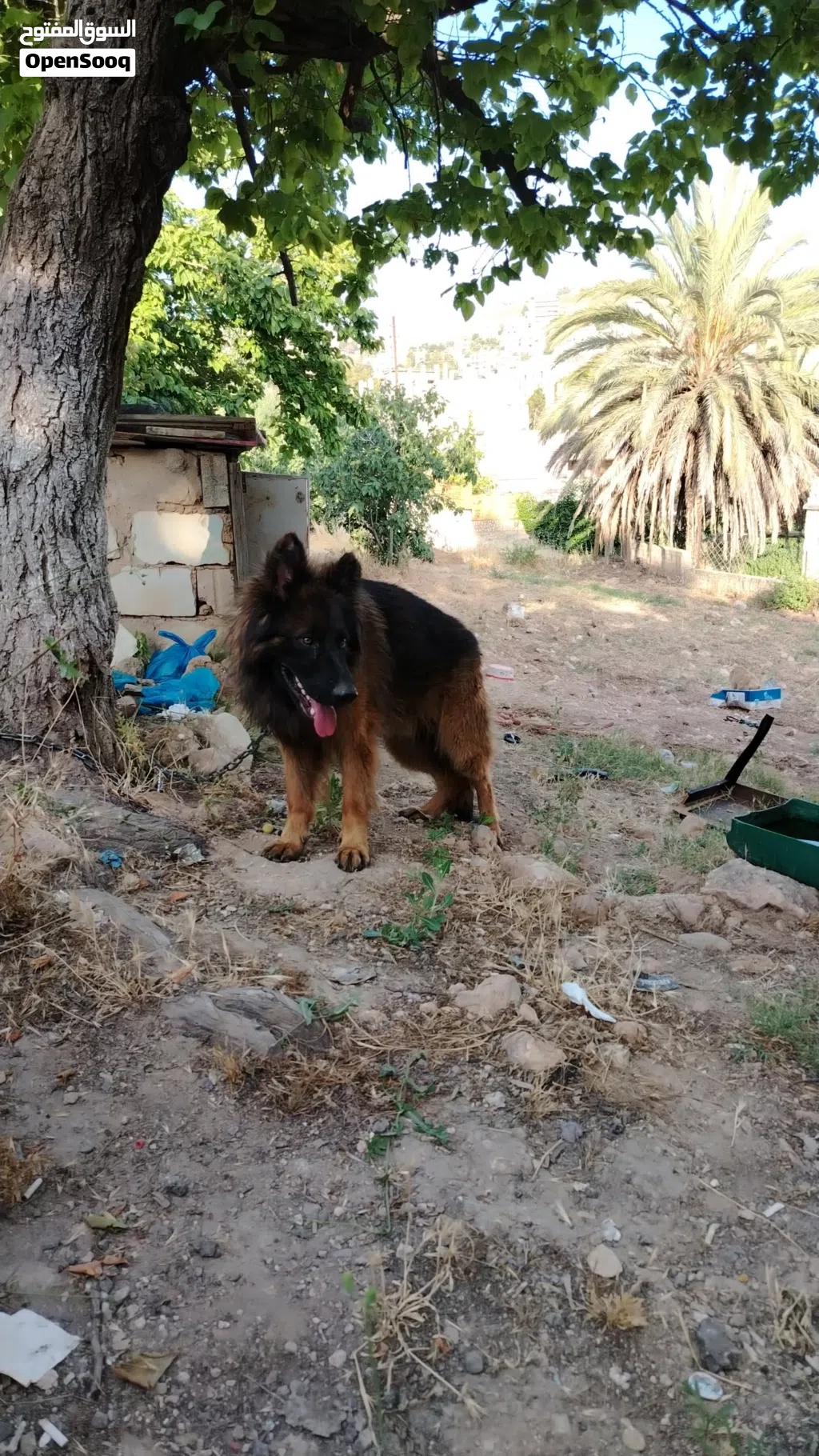 كلب جيرمن شيبرد King Sais. long hair.