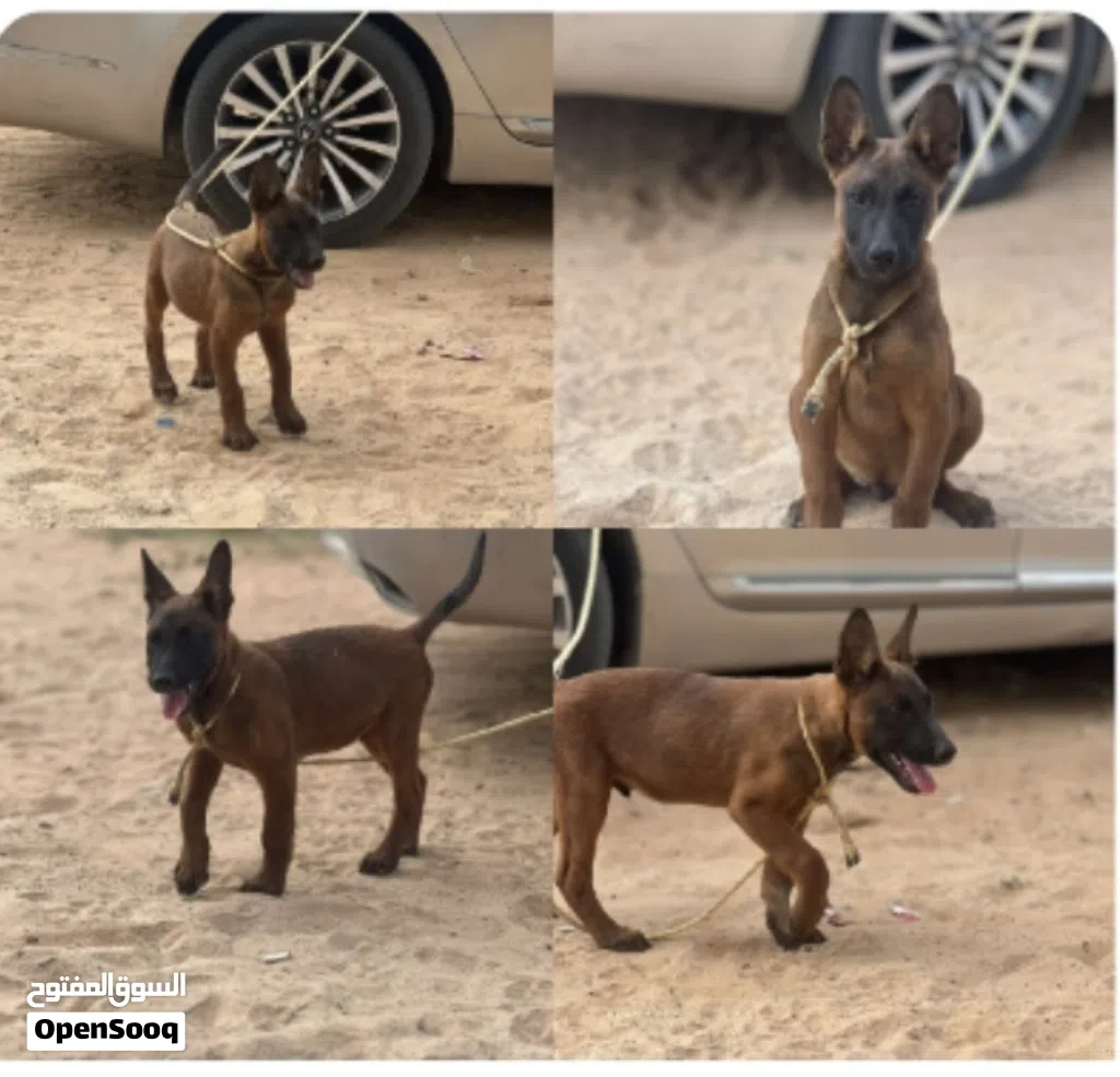 جرو ذكر مالينوا للبيع حاجه ربي يبارك