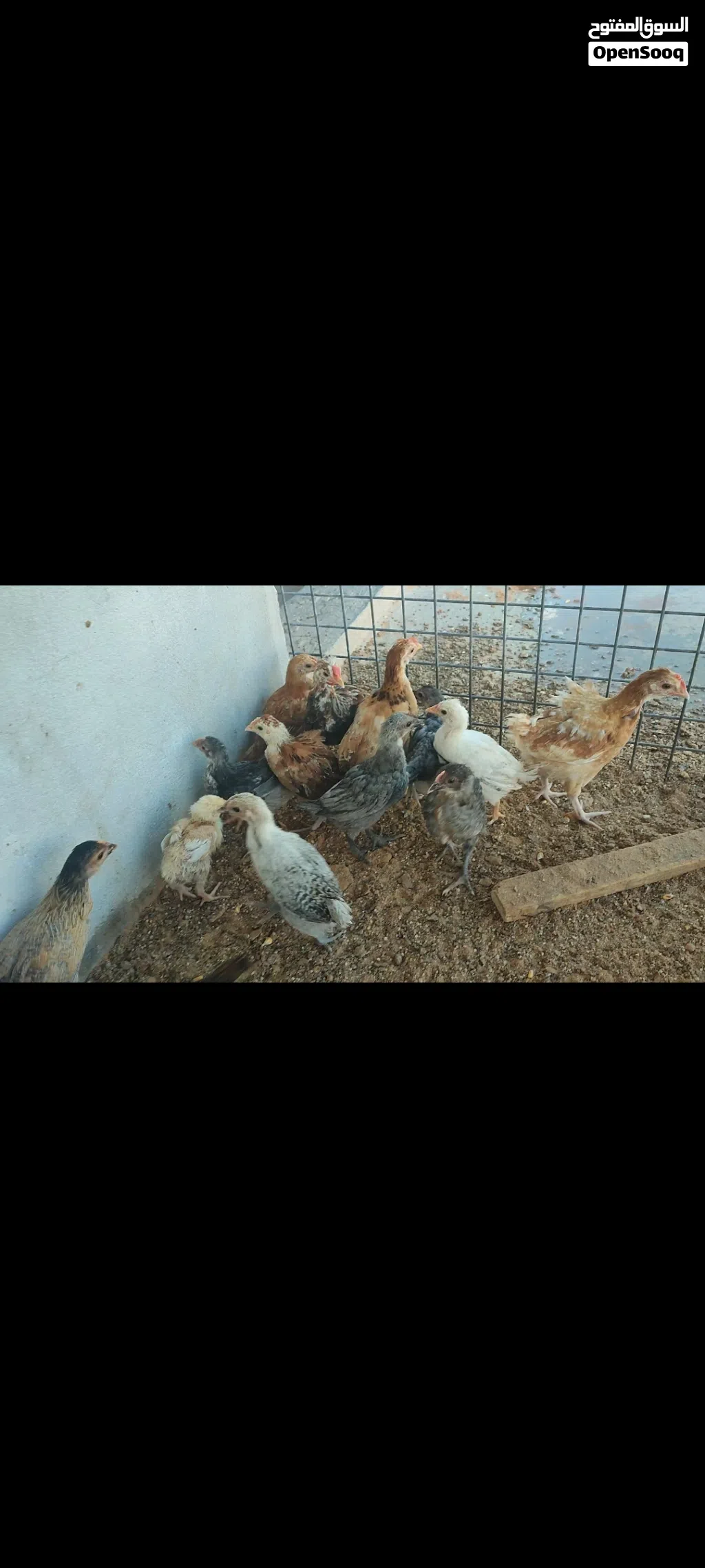 فلوس عربي عمر 35 يوم تقريبا 25 طرف لايوجد امراض