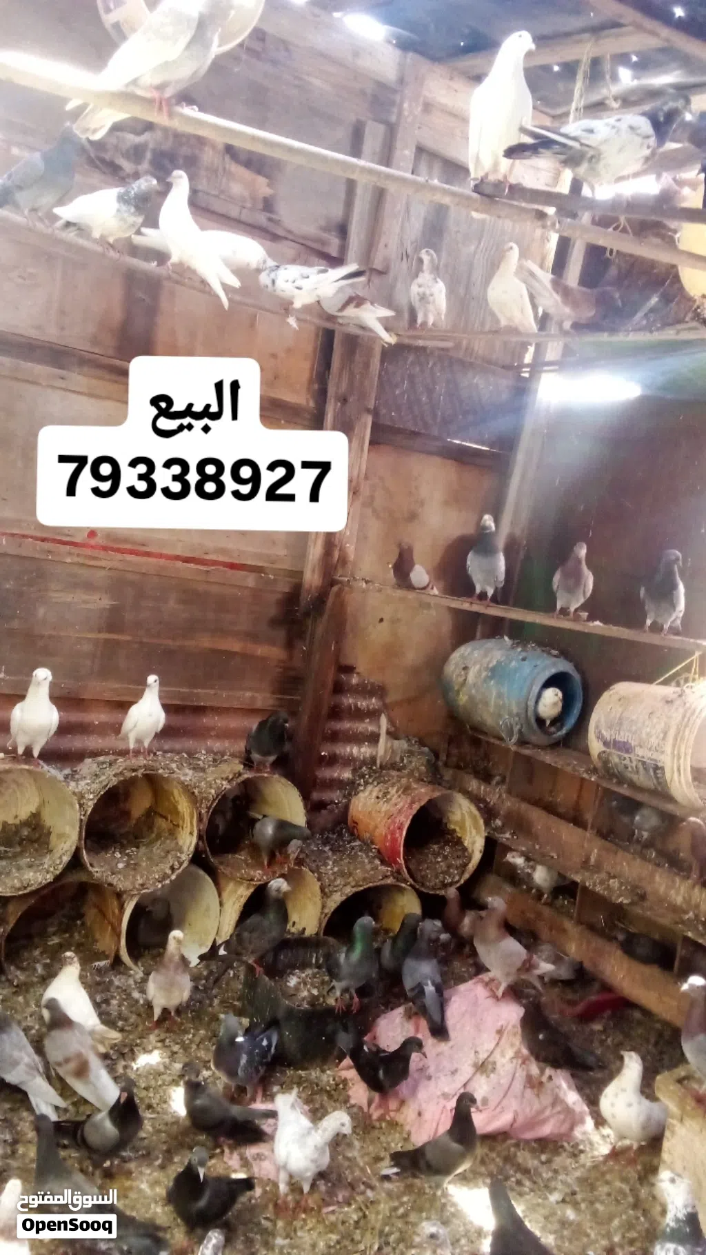 حمام منواع