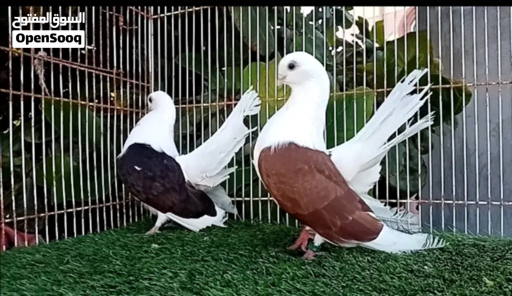 السلام عليكم ورحمة الله وبركاته للبيع حمام تانجو أزواج وفرديات