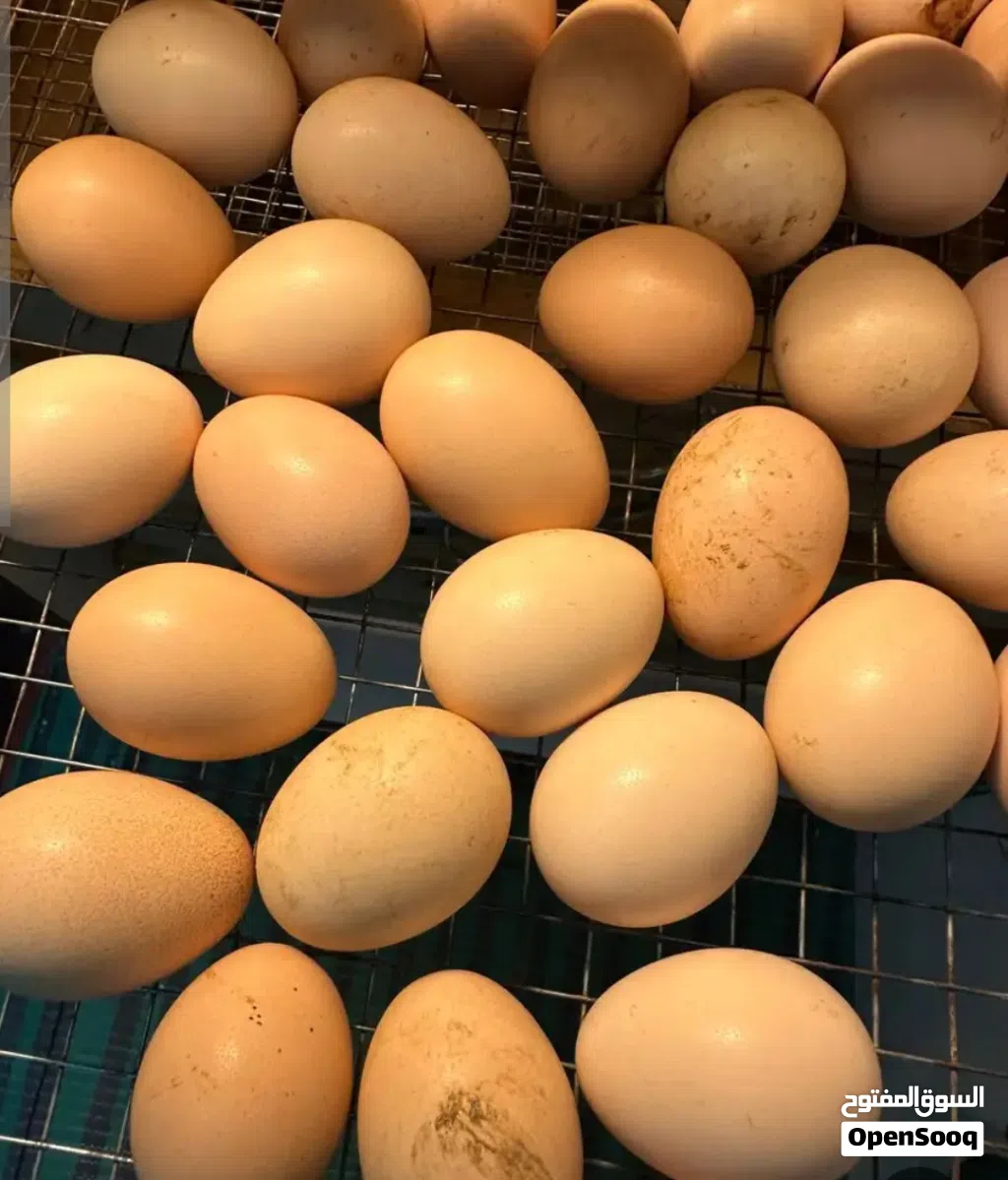 بيض فيومي بيور و بيض فرنسي بيور