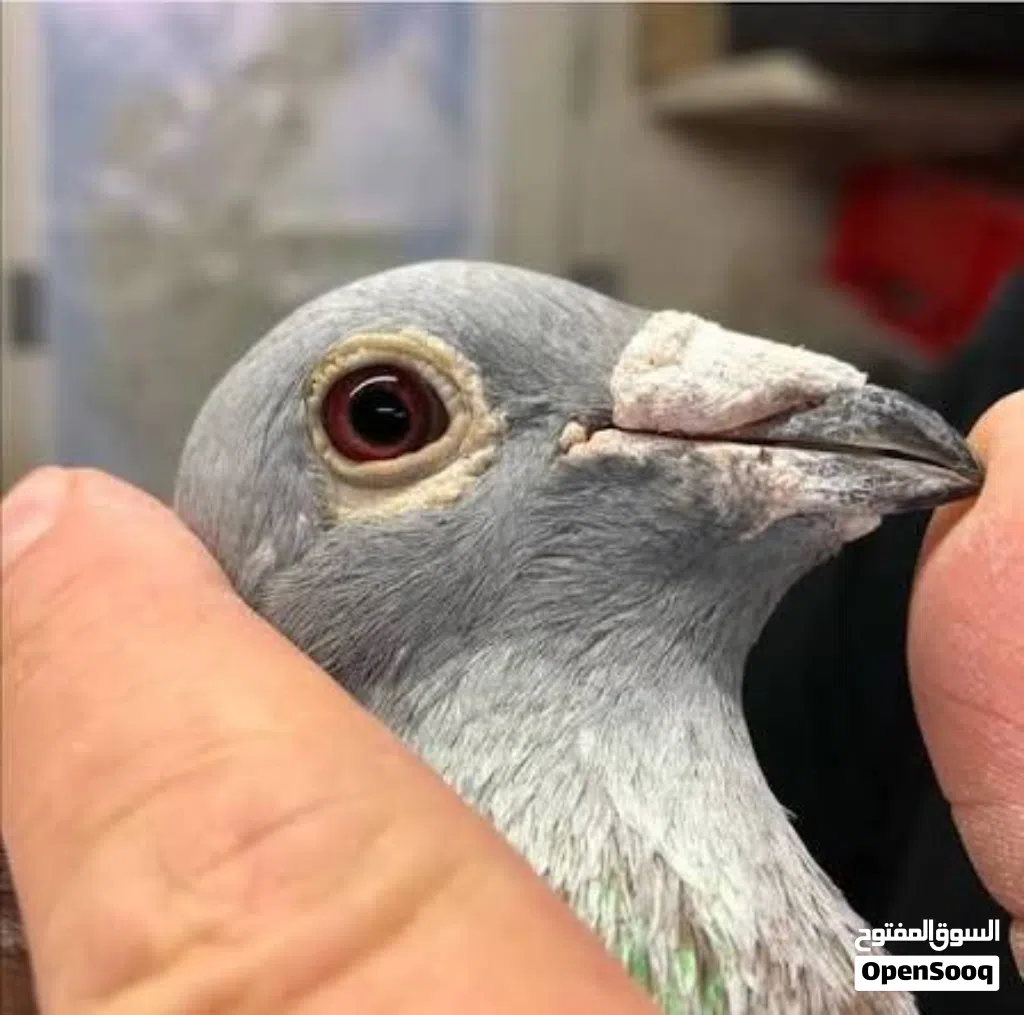 حمام زاجل خمسه طيور