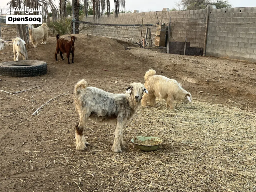 اغنام من حلال الرحبي الأصل صنف جميل ومميز