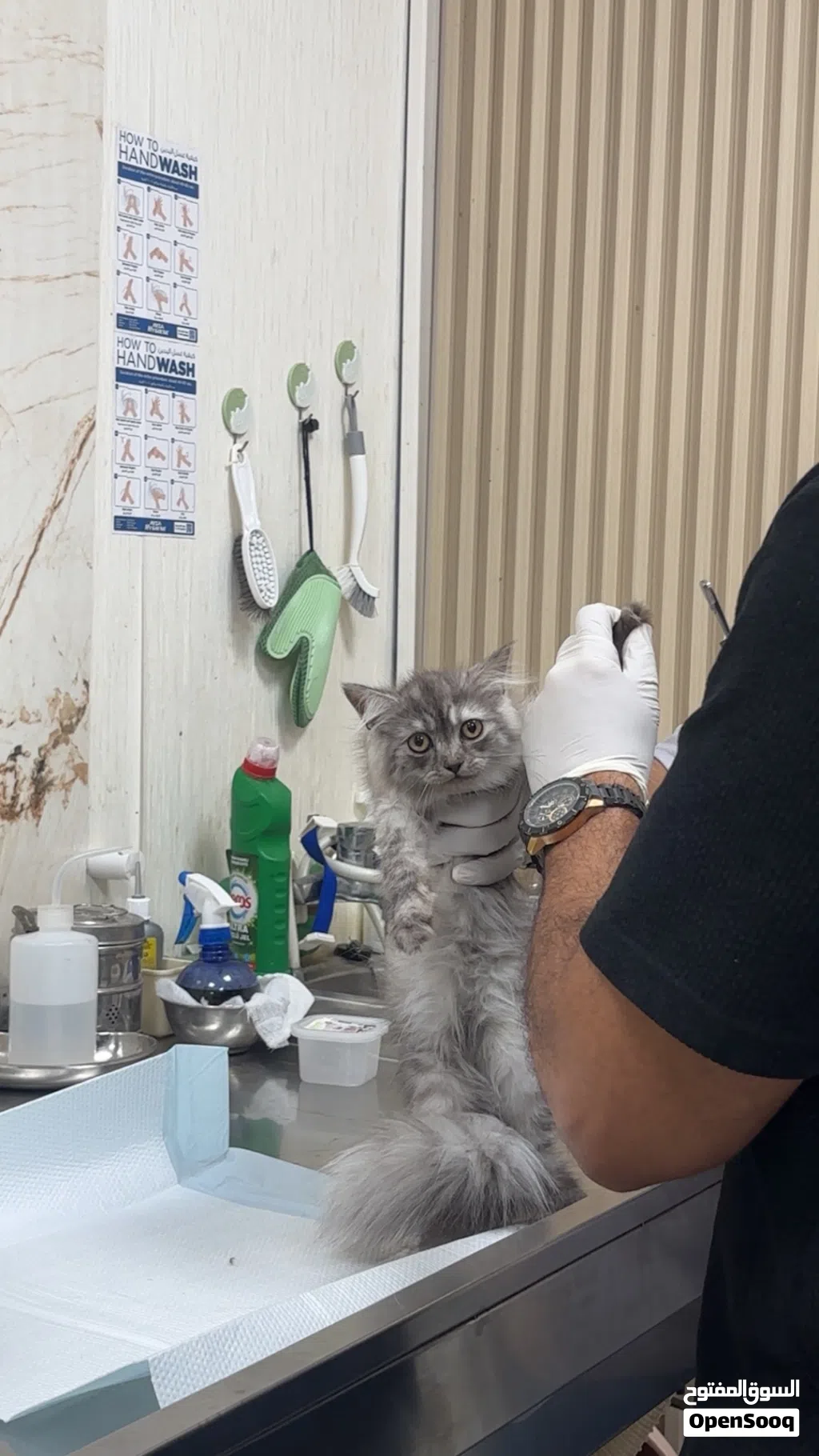 قطه شيرازيه