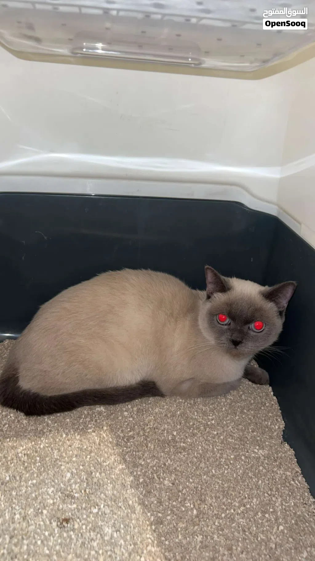 قطوه بريتيش شورت هير بلو بوينت