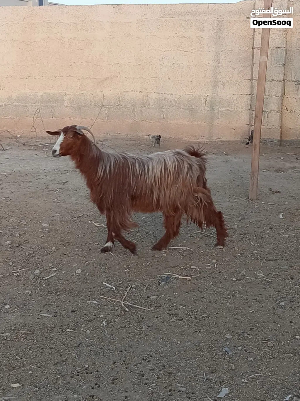 شه من حلال بني سعيد فول سمنه