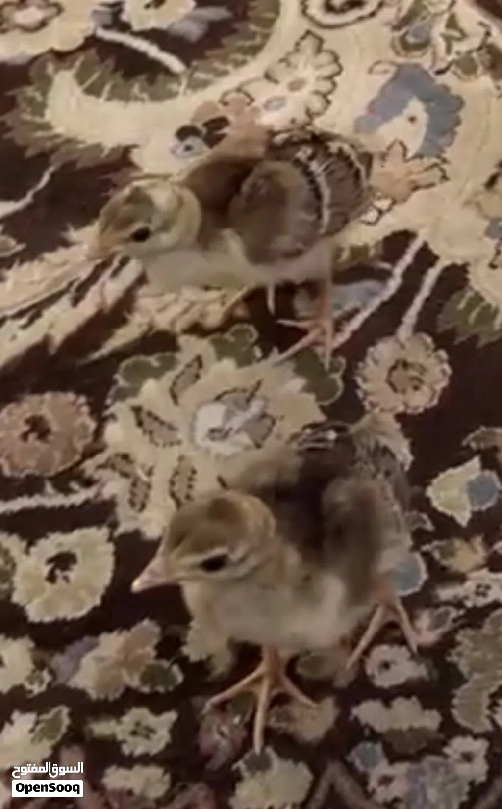 طاووس فروخ