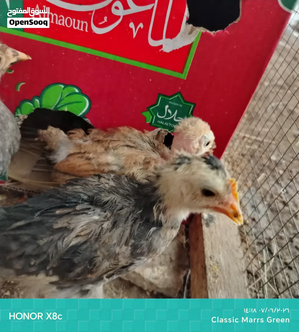 كتاكيت عرب وابو ركيبه مال بيت كلش حلوات سعر الزوج 5الاف لحكوا عليهن مستعجله بيعتهن