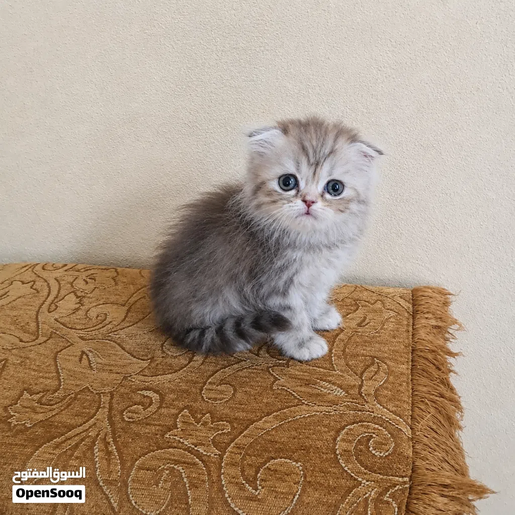 تواصل واتساب قطط سكوتش فولد وهملايا