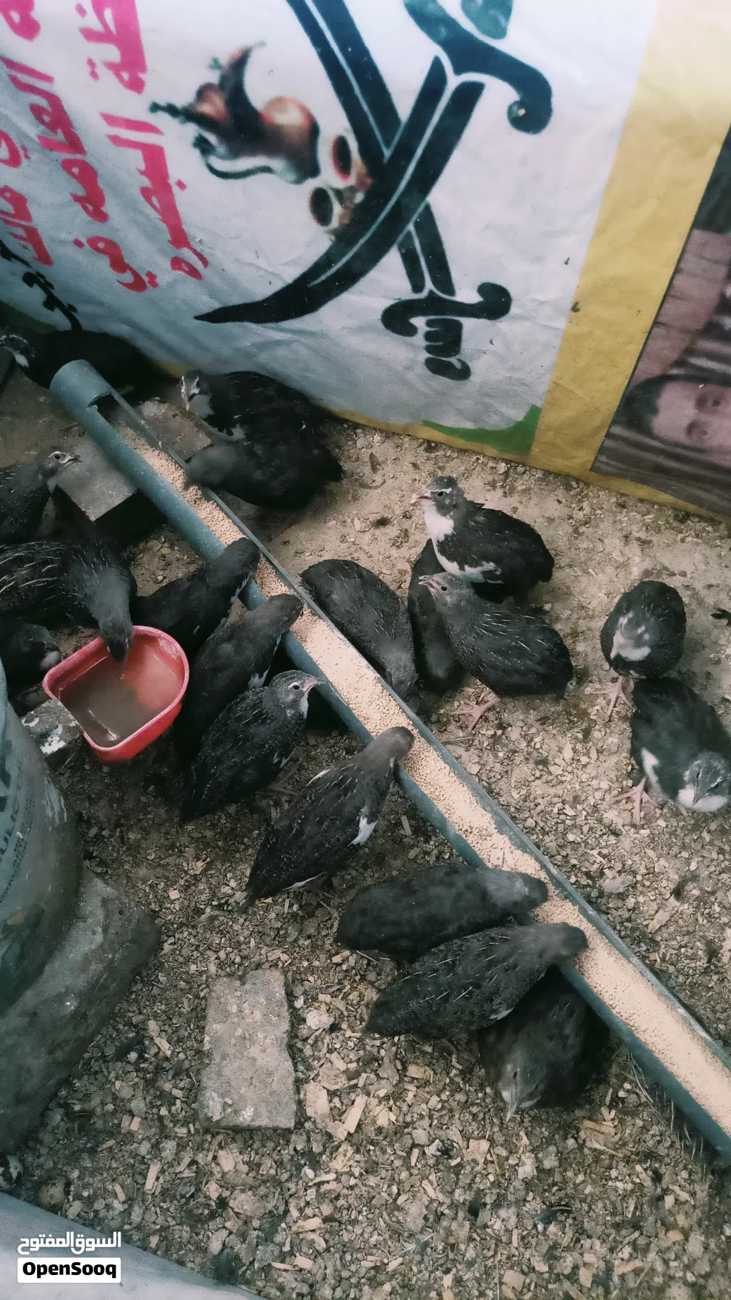 سمان توه بدن يبيضن وديج