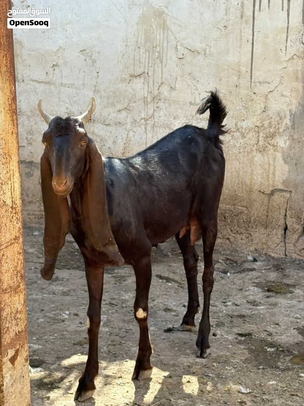 صخله افغانيه خط اول مطفل صار الها سبوع من جابت هاي اول بطن الها صخله خير من الله وراها صخل افغاني
