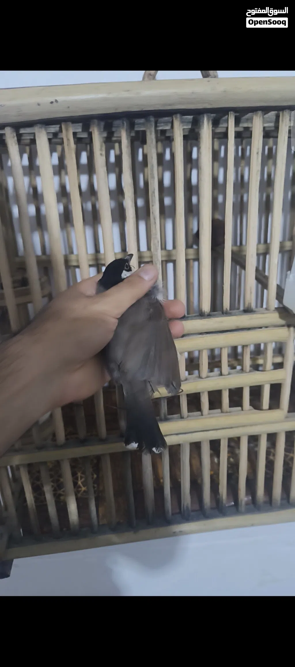 متاح بلابل عبور الشط