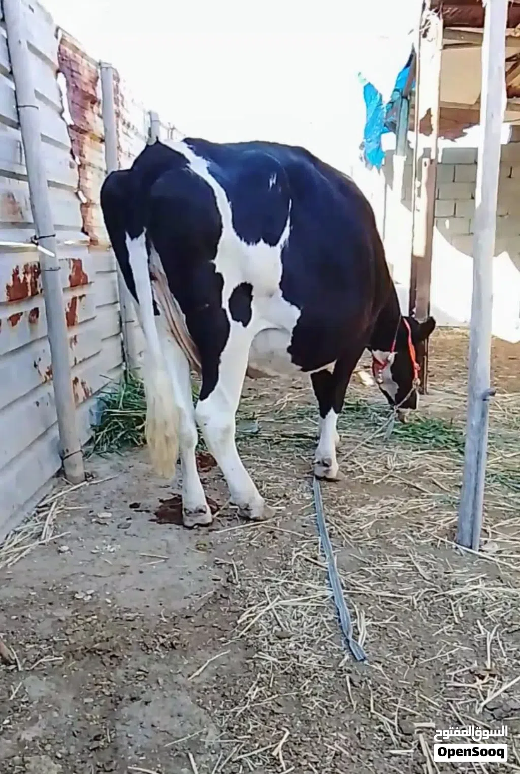 حيوانه فريزيه اصل عليها 8تشهر فحص بيطار