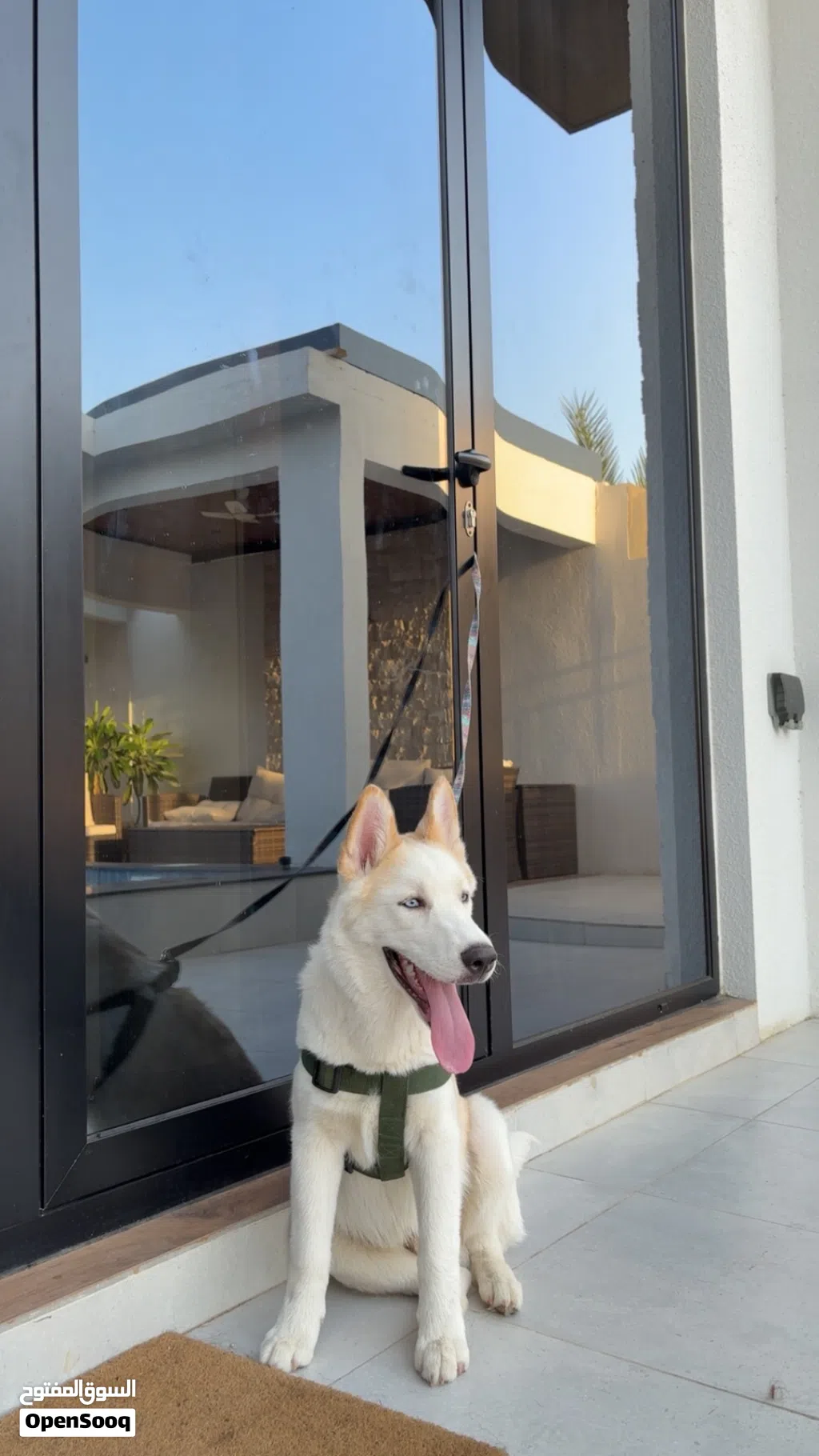 Husky pure breed