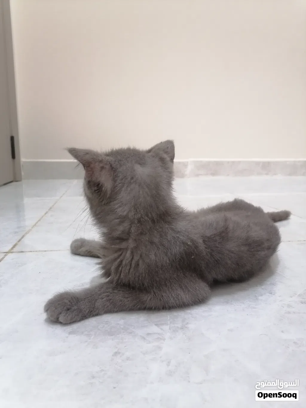 قطة اليف ونظيفه جميله